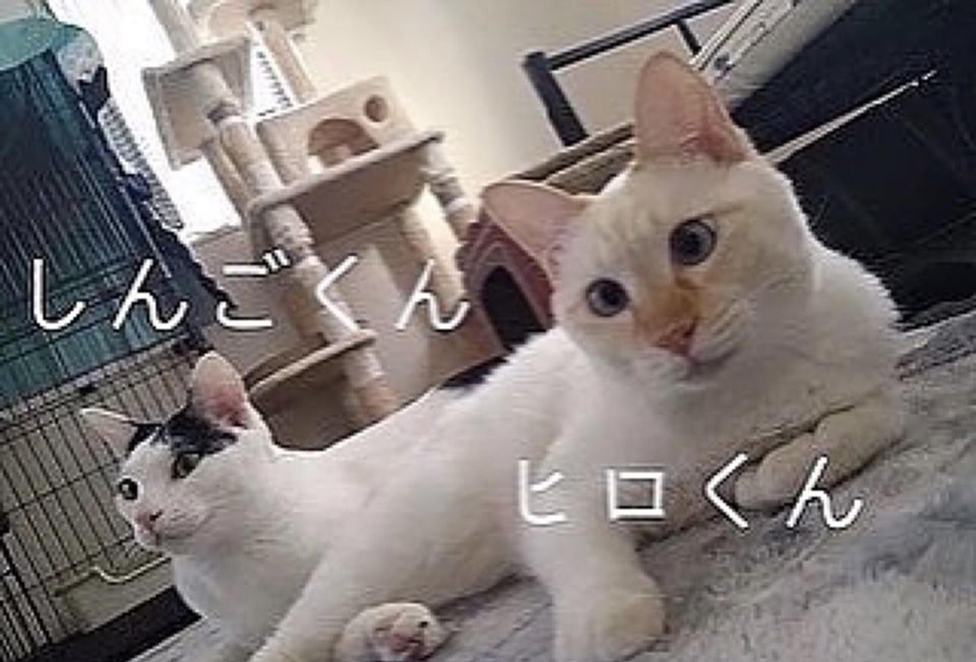 pet-image-6