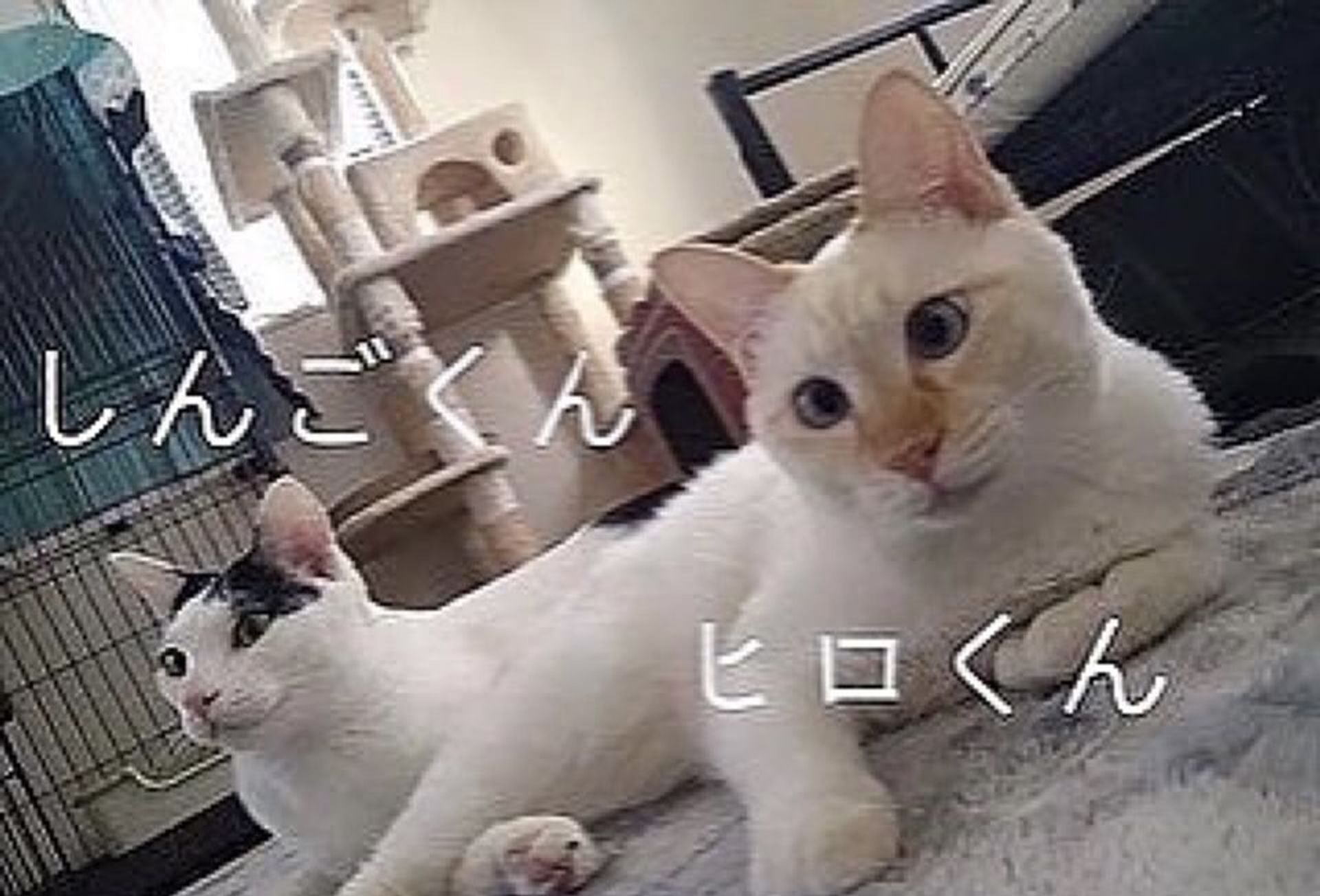 thumbnail-6