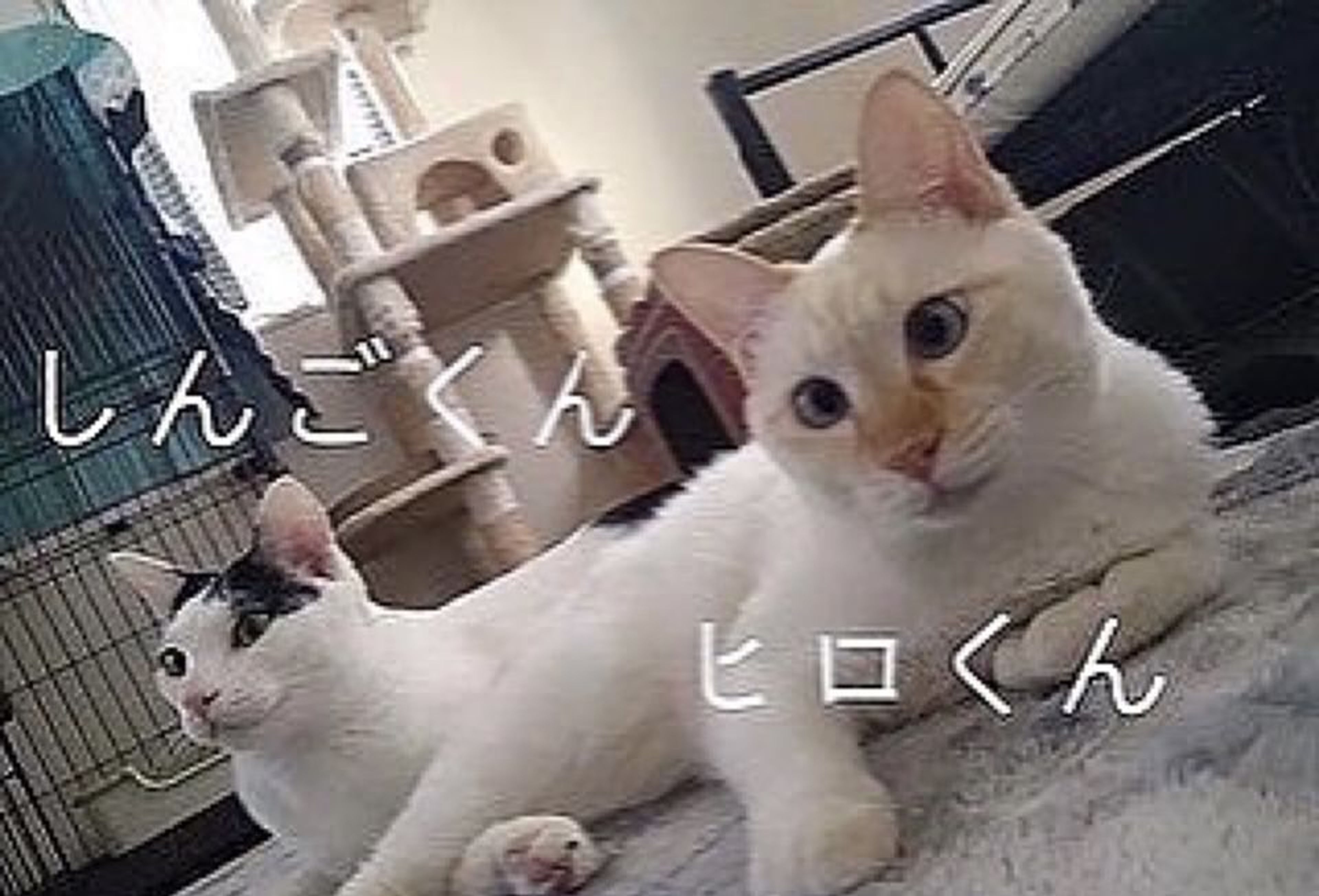 pet-image-6