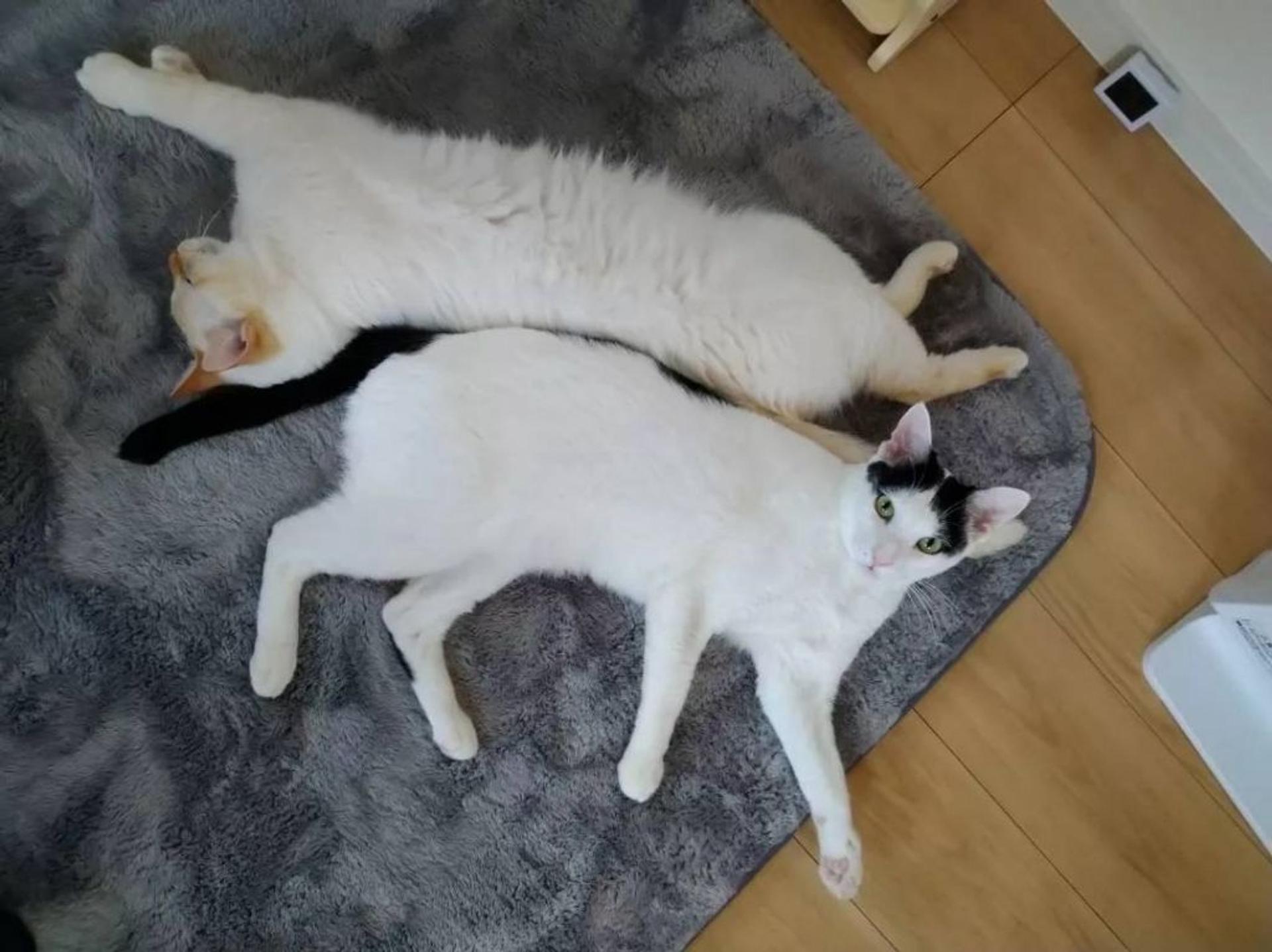 pet-image-3