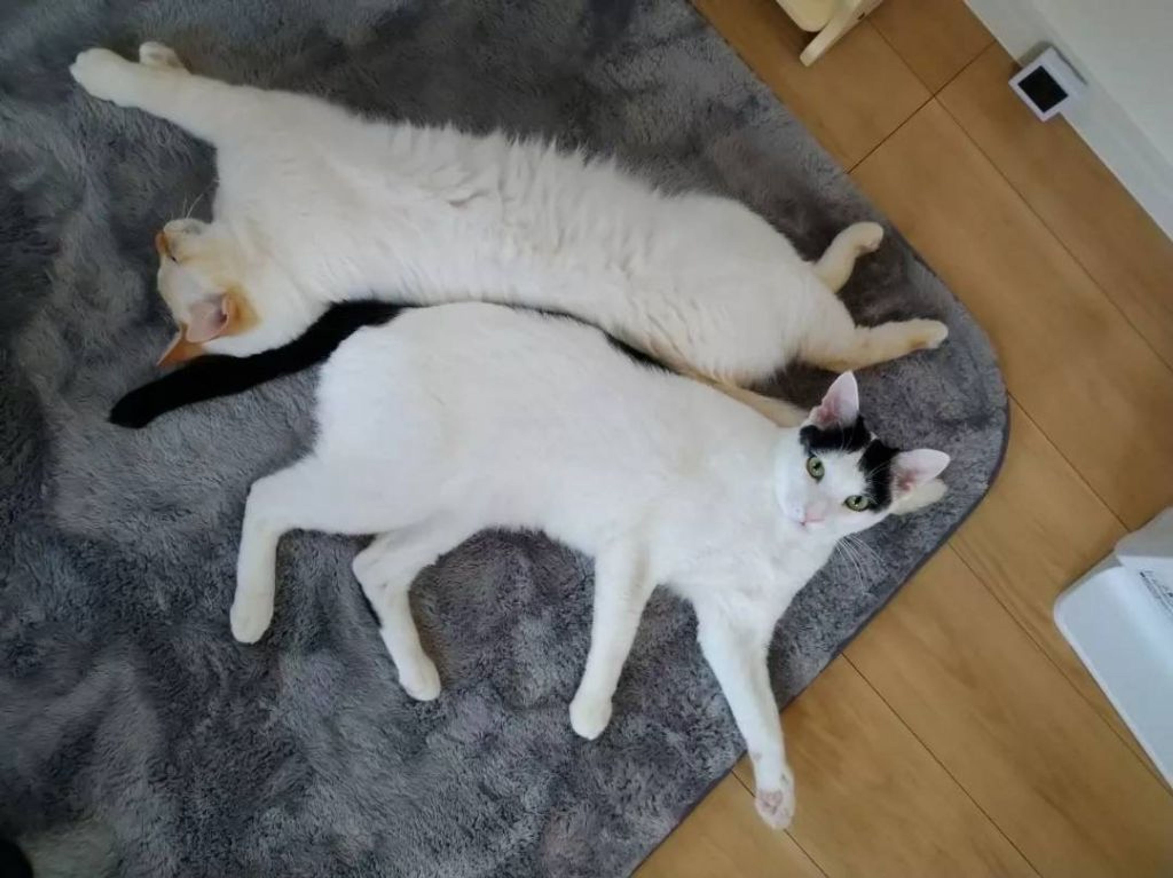 pet-image-3