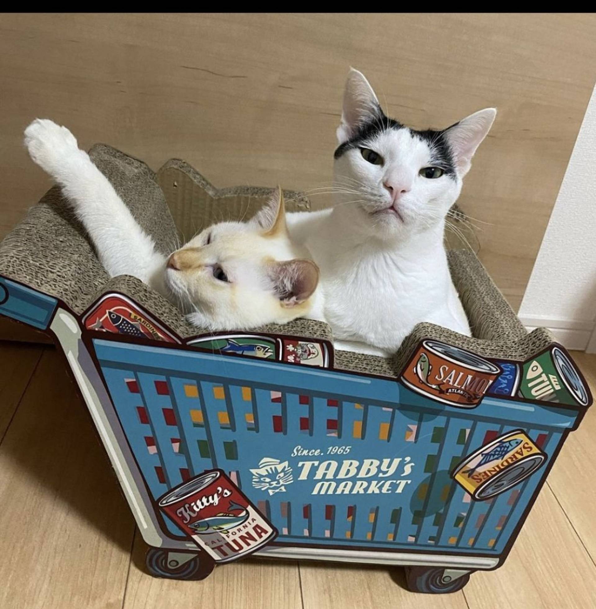 雑種（ミックス猫）・オスの里親募集の写真