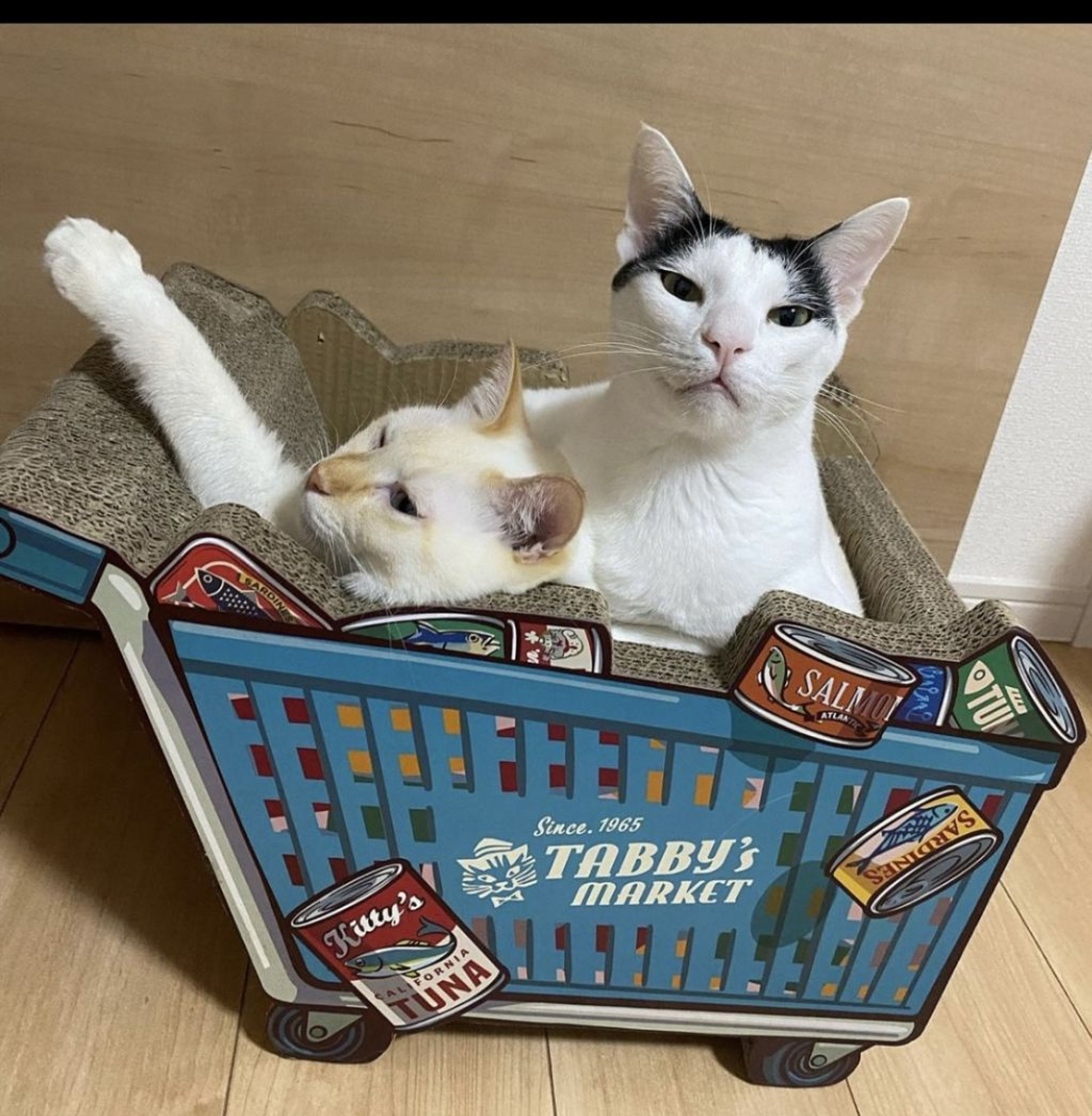 雑種（ミックス猫）・オスの里親募集の写真