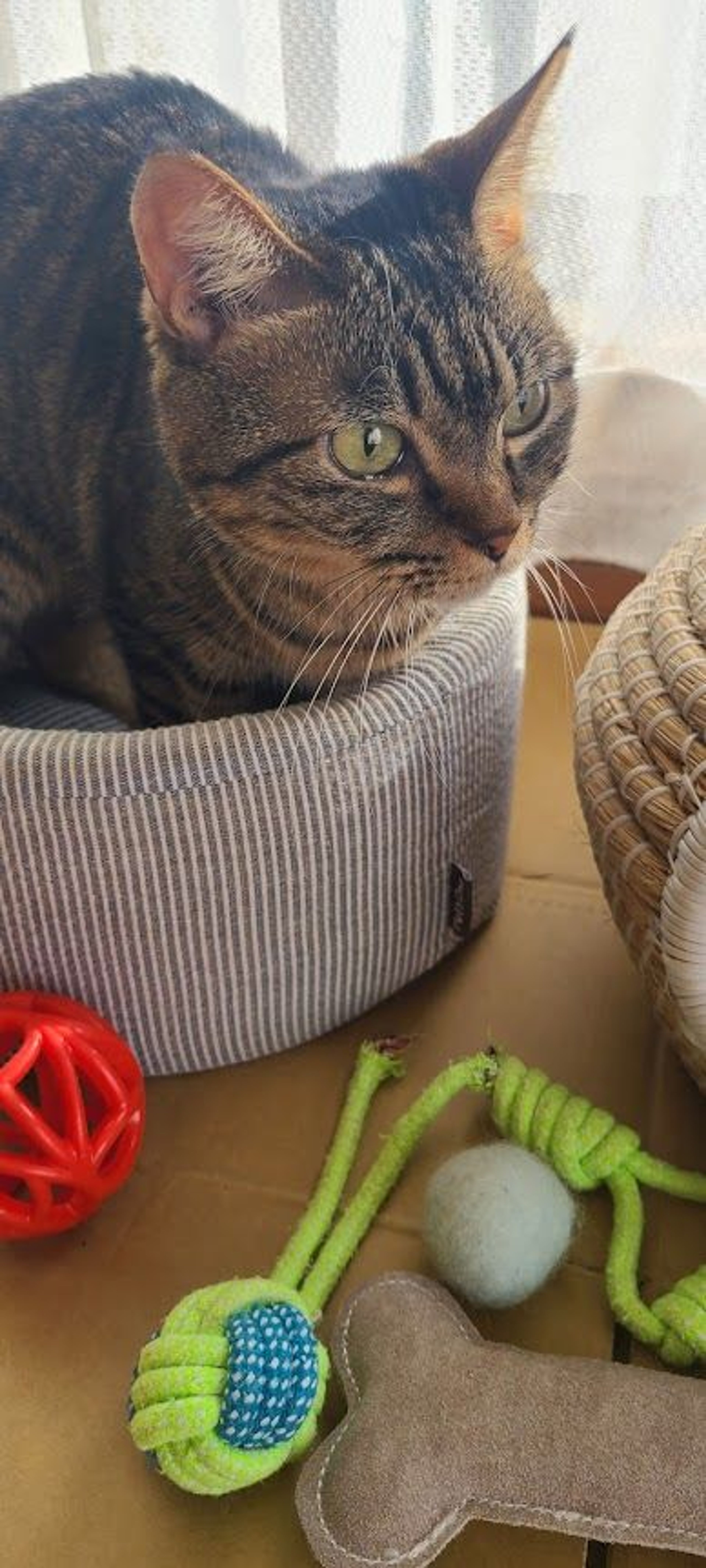 雑種（ミックス猫）・メスの里親募集の写真
