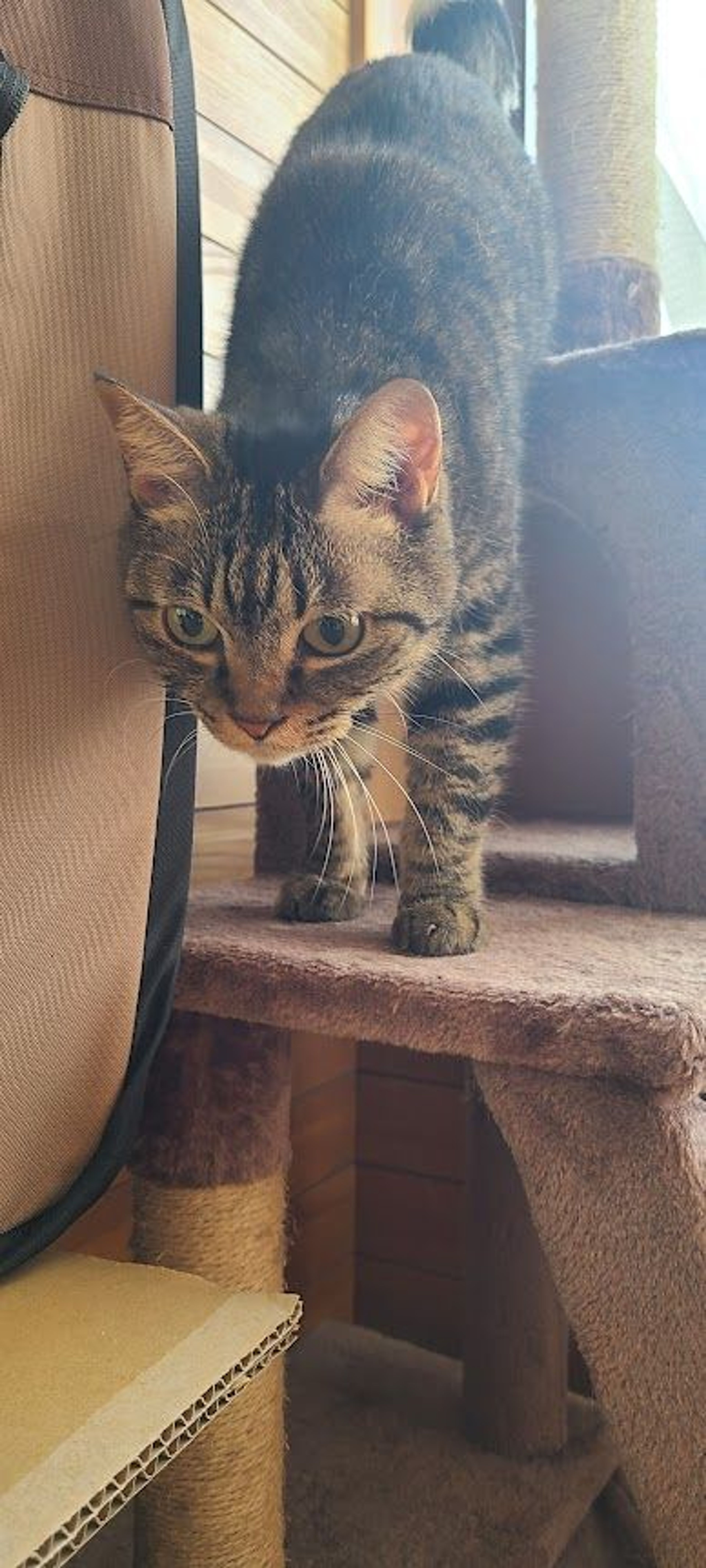pet-image-2