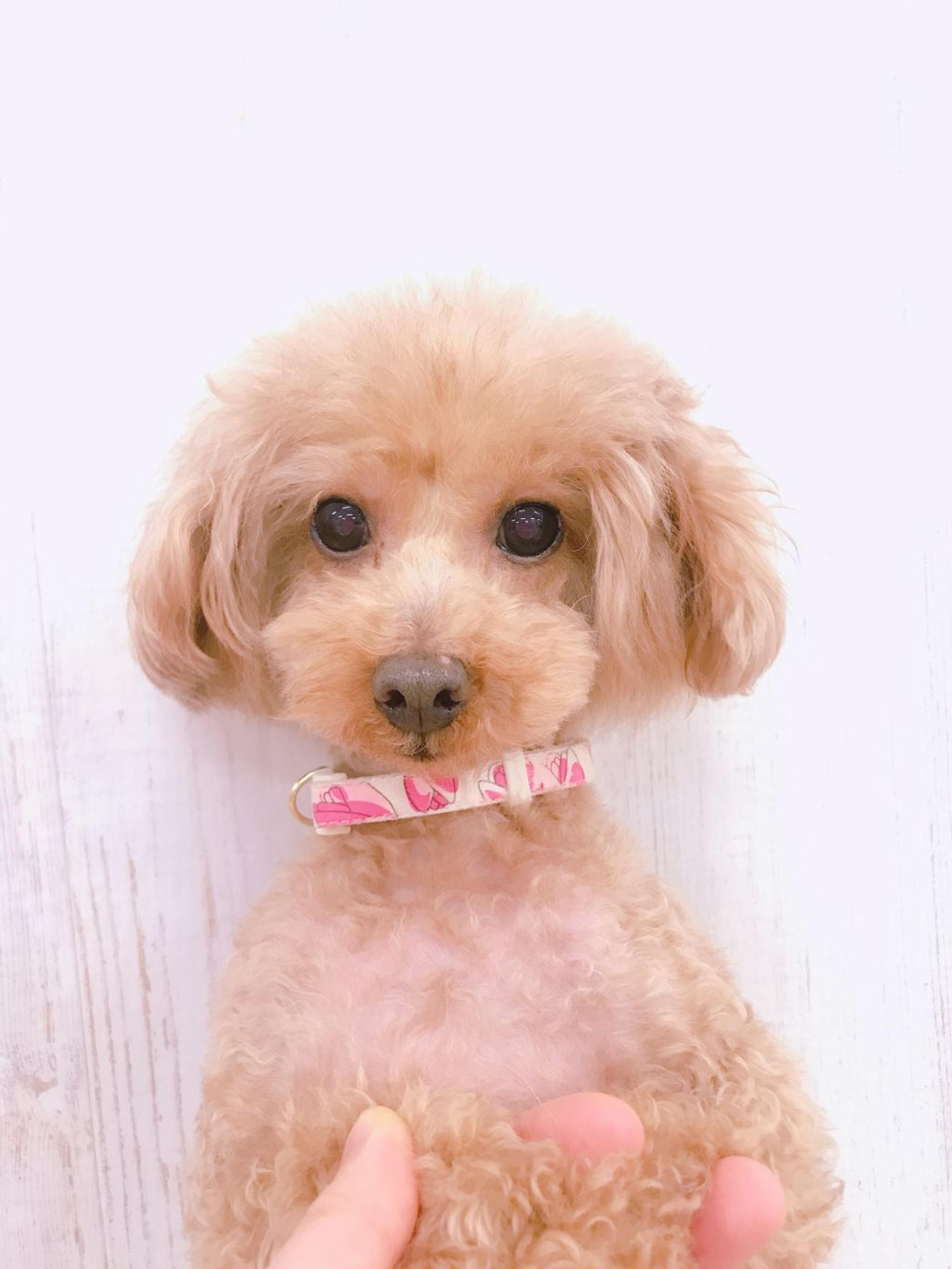 pet-image-2
