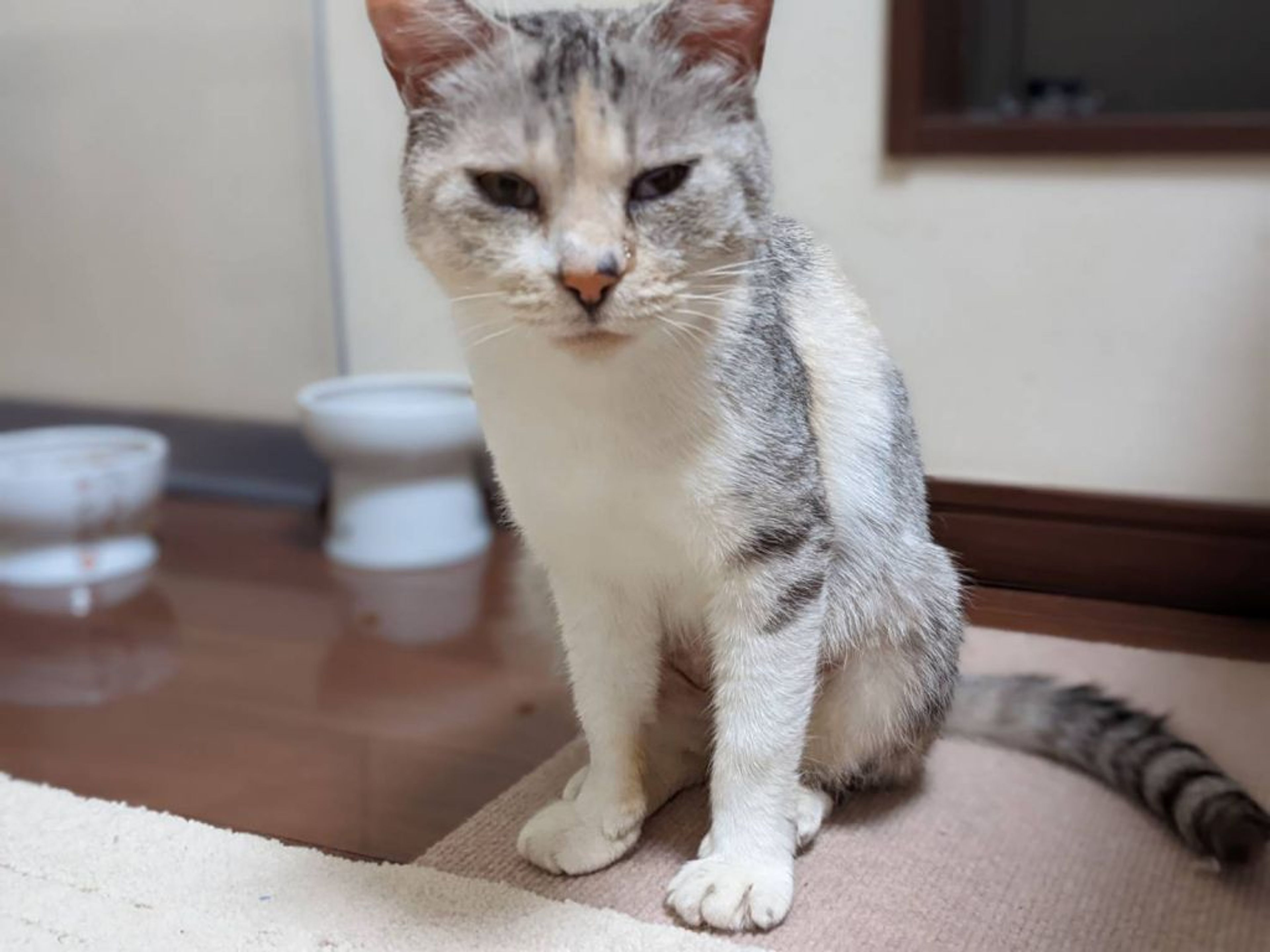 pet-image-3