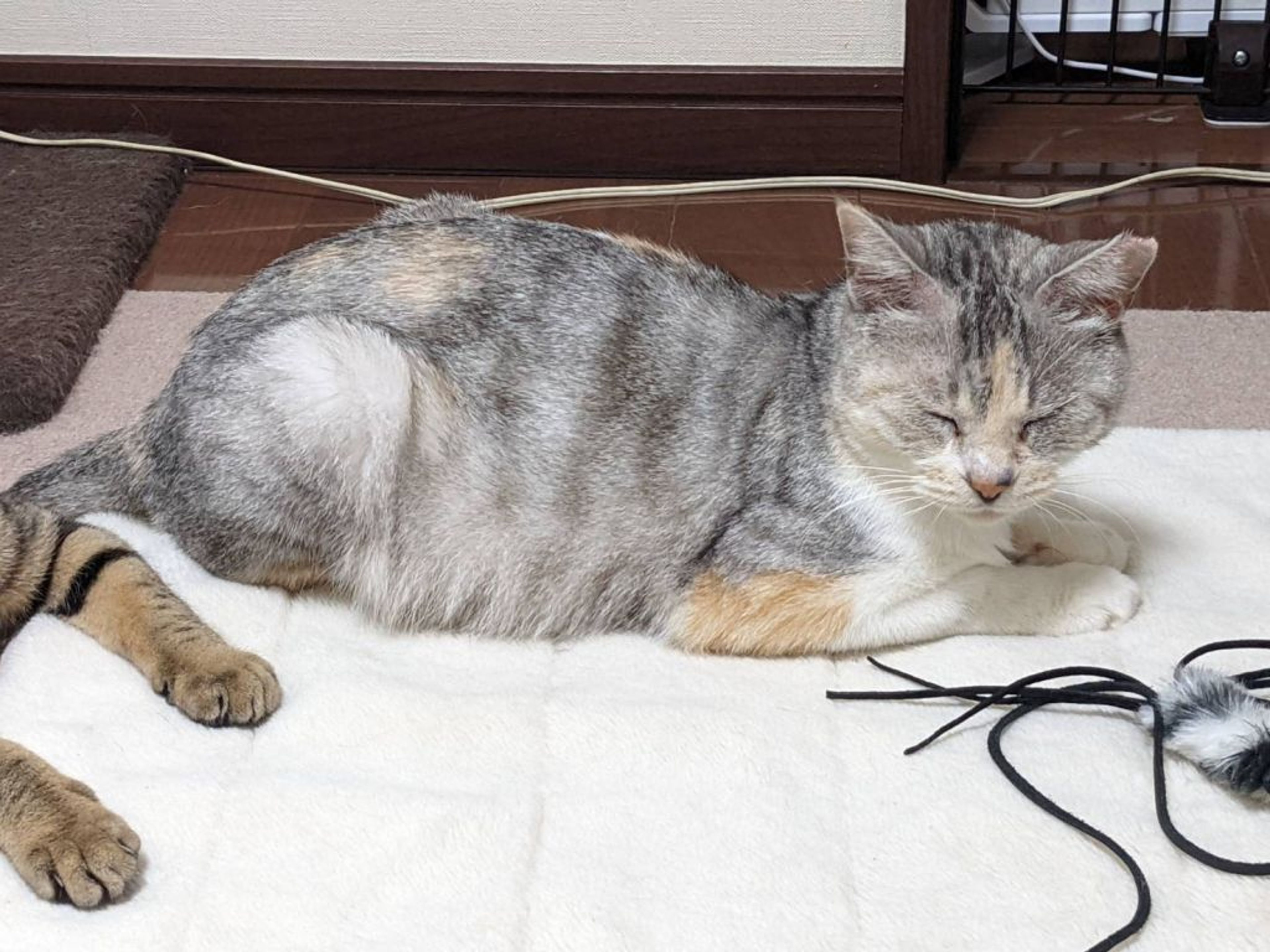 pet-image-4