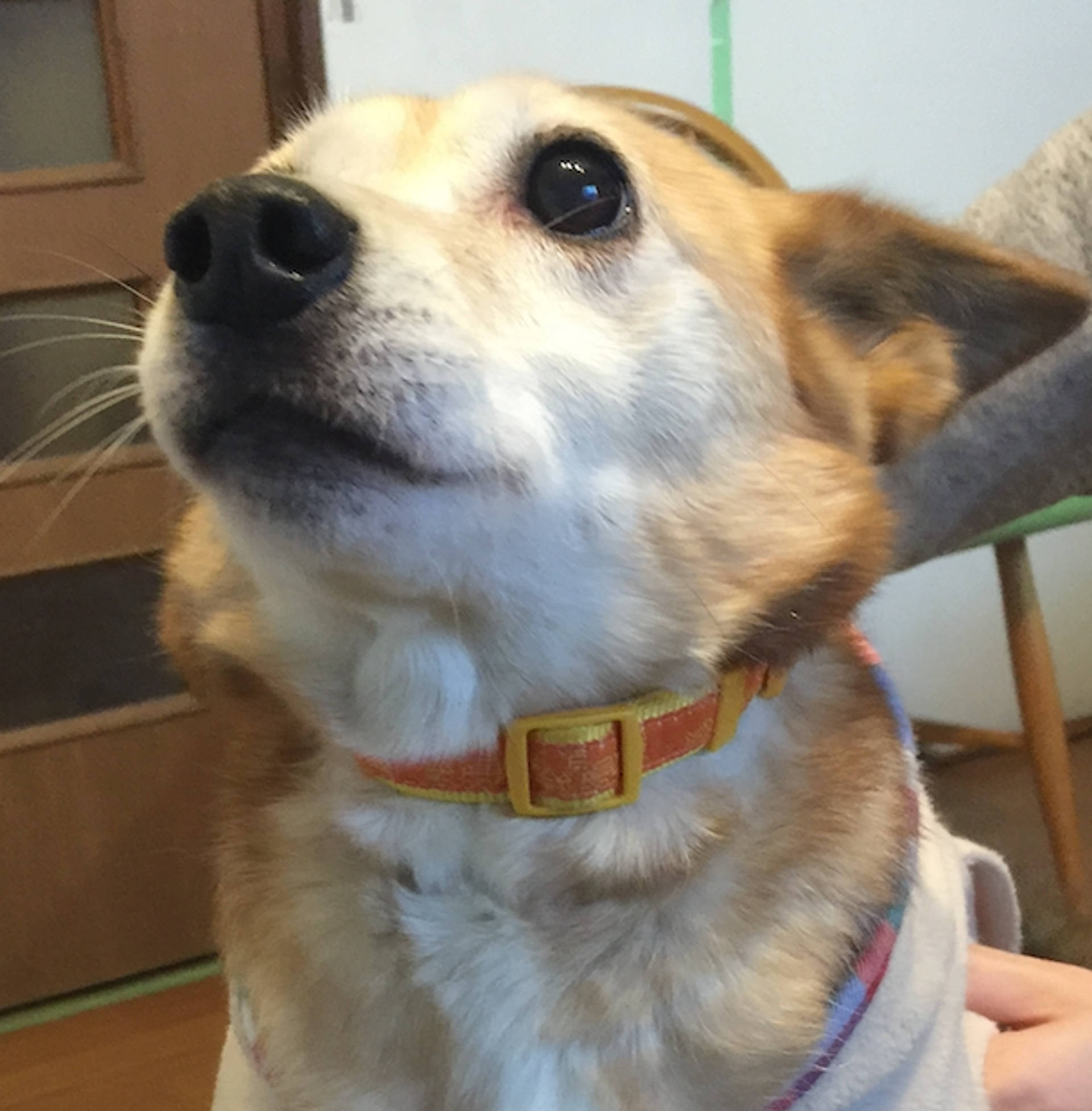 雑種（ミックス犬）・メスの里親募集の写真