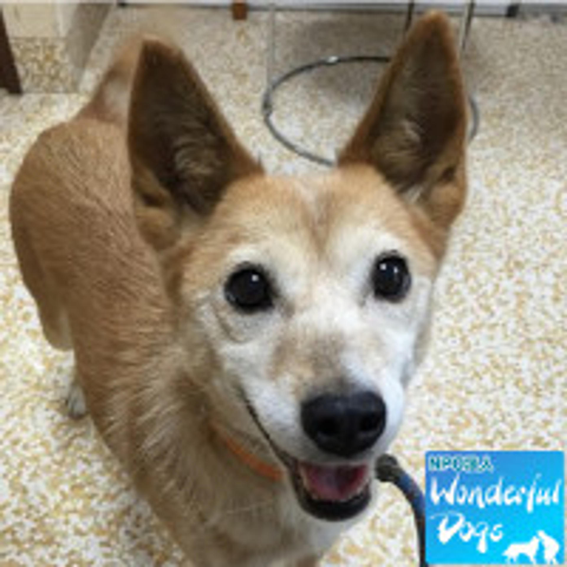 pet-image-2