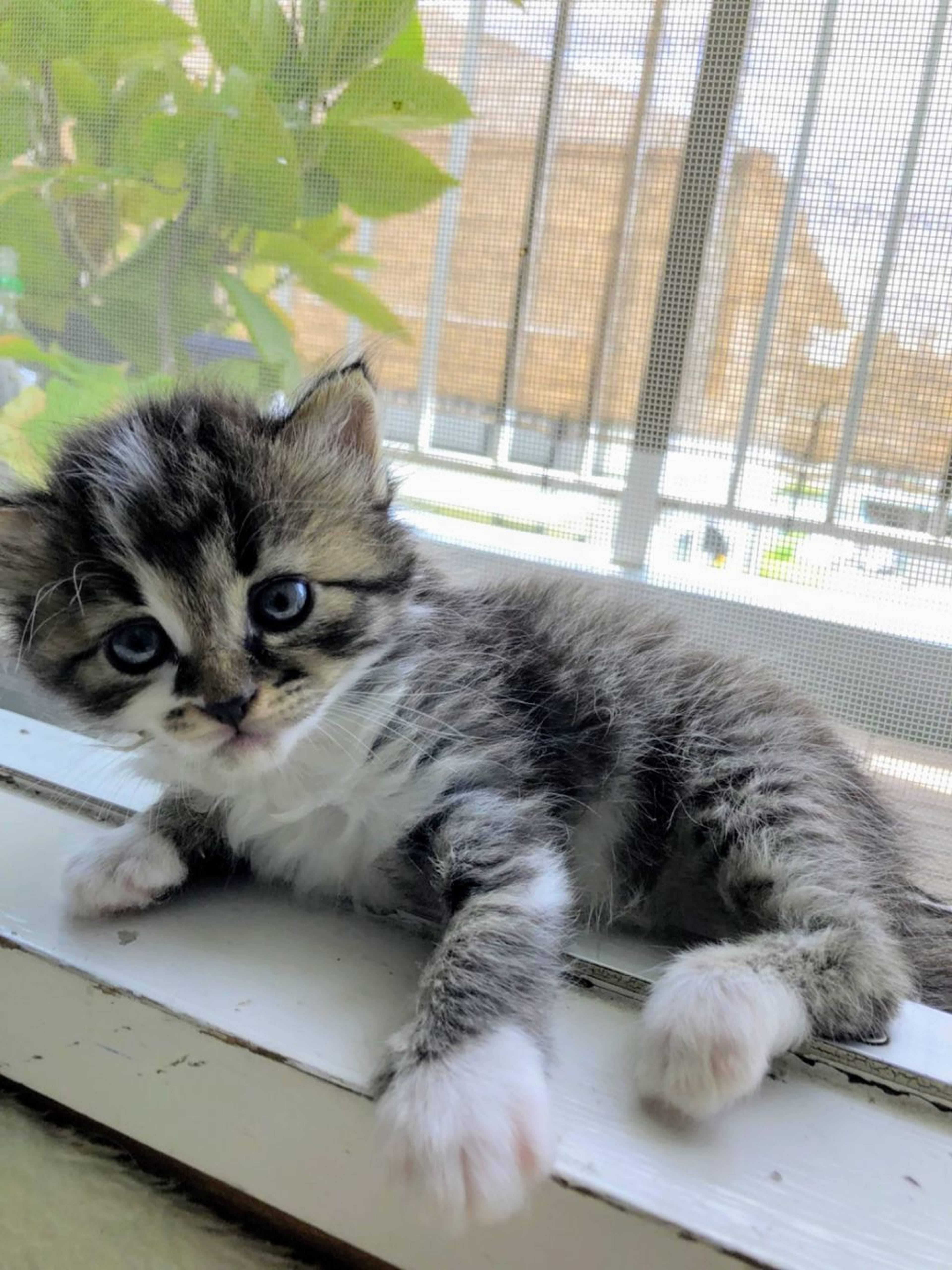 雑種（ミックス猫）・メスの里親募集の写真