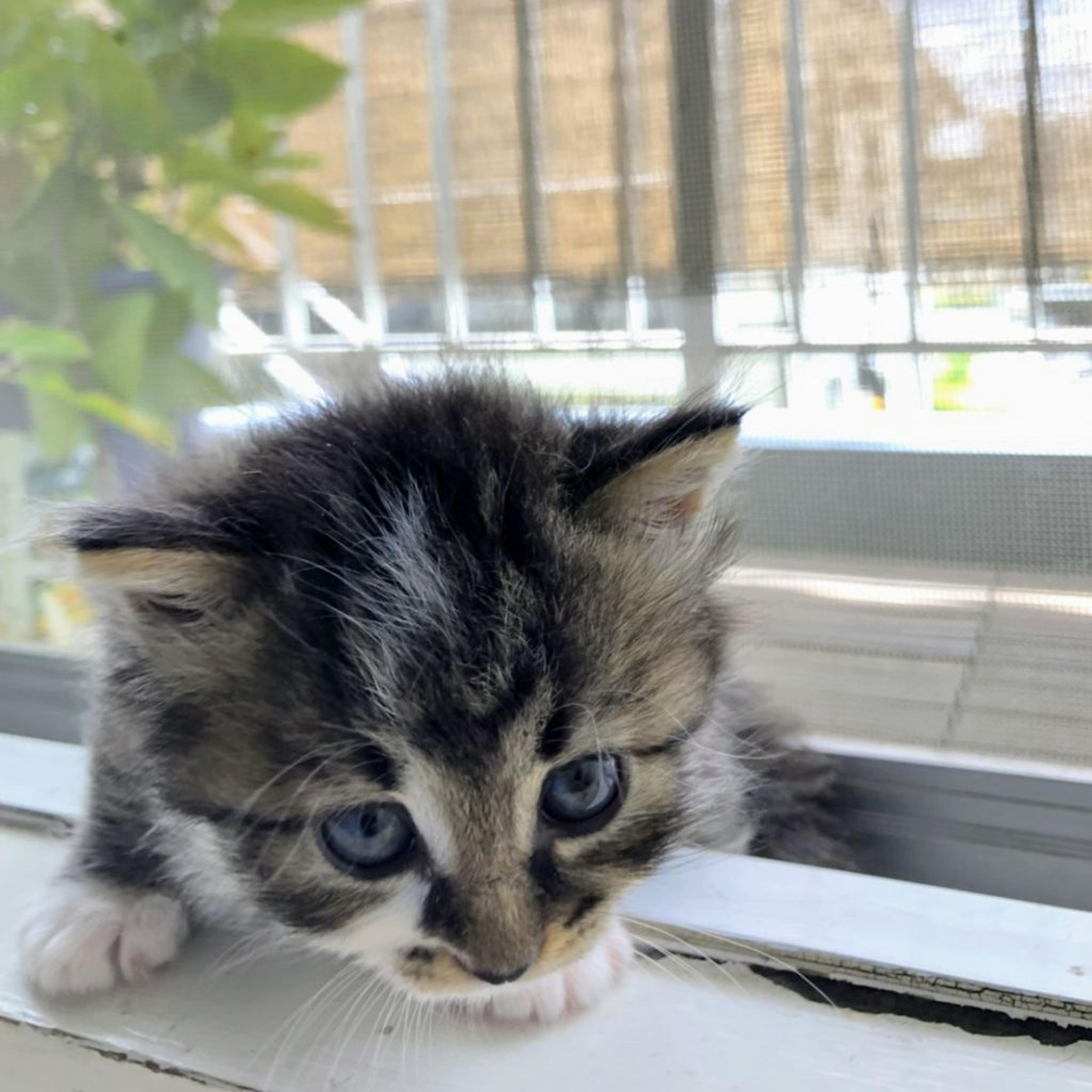 pet-image-2