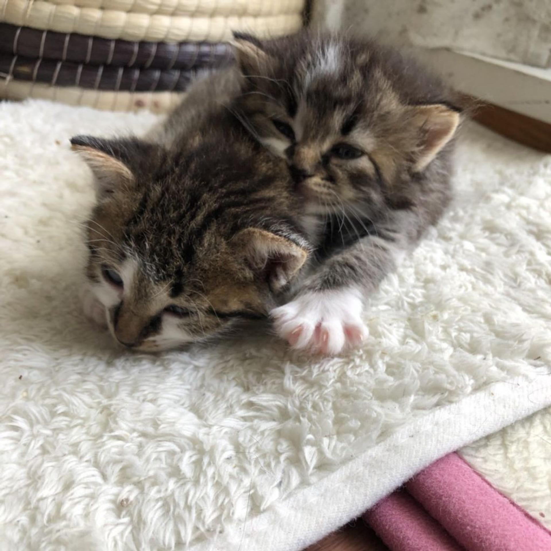 pet-image-3
