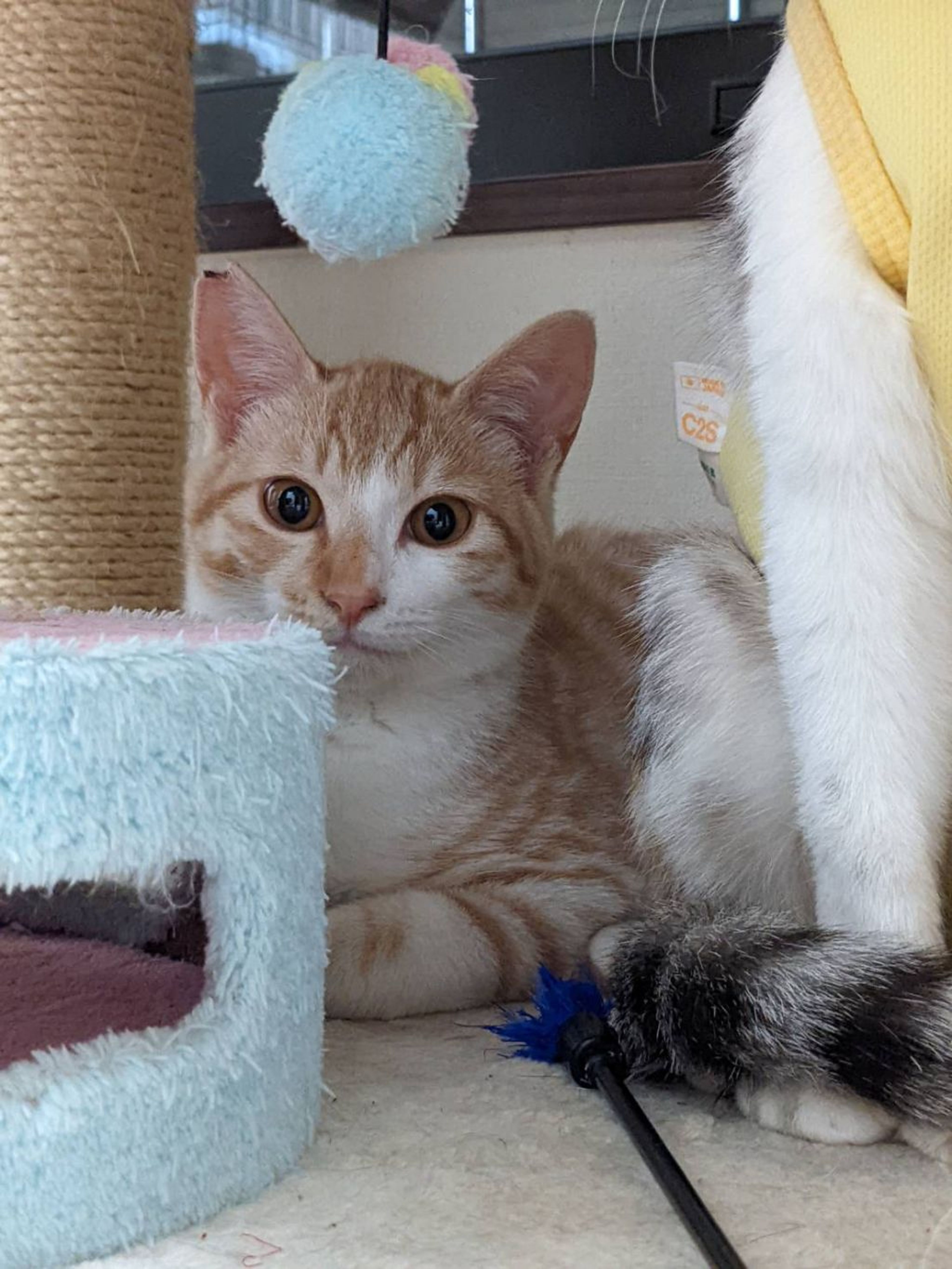 pet-image-2