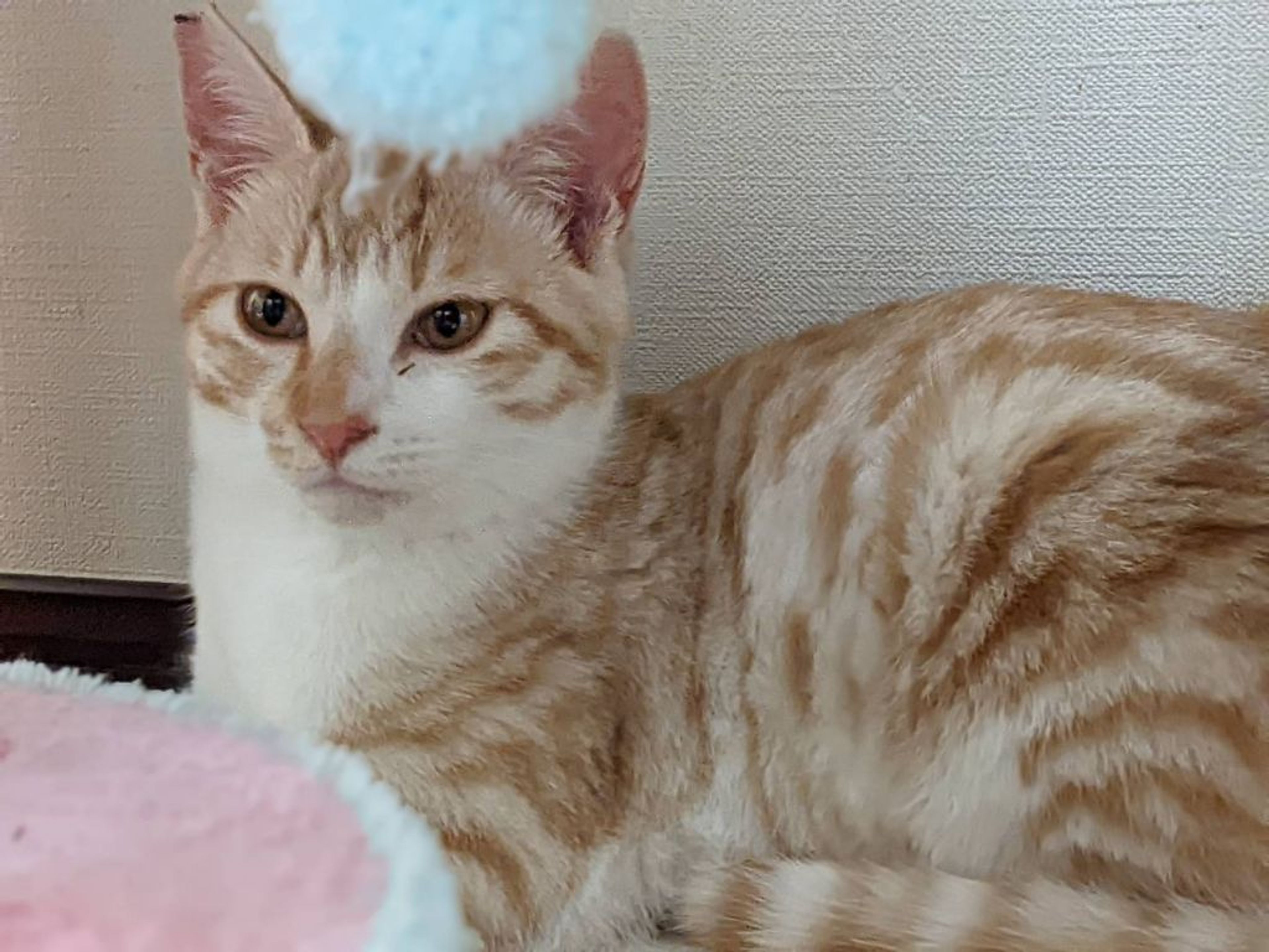 pet-image-3