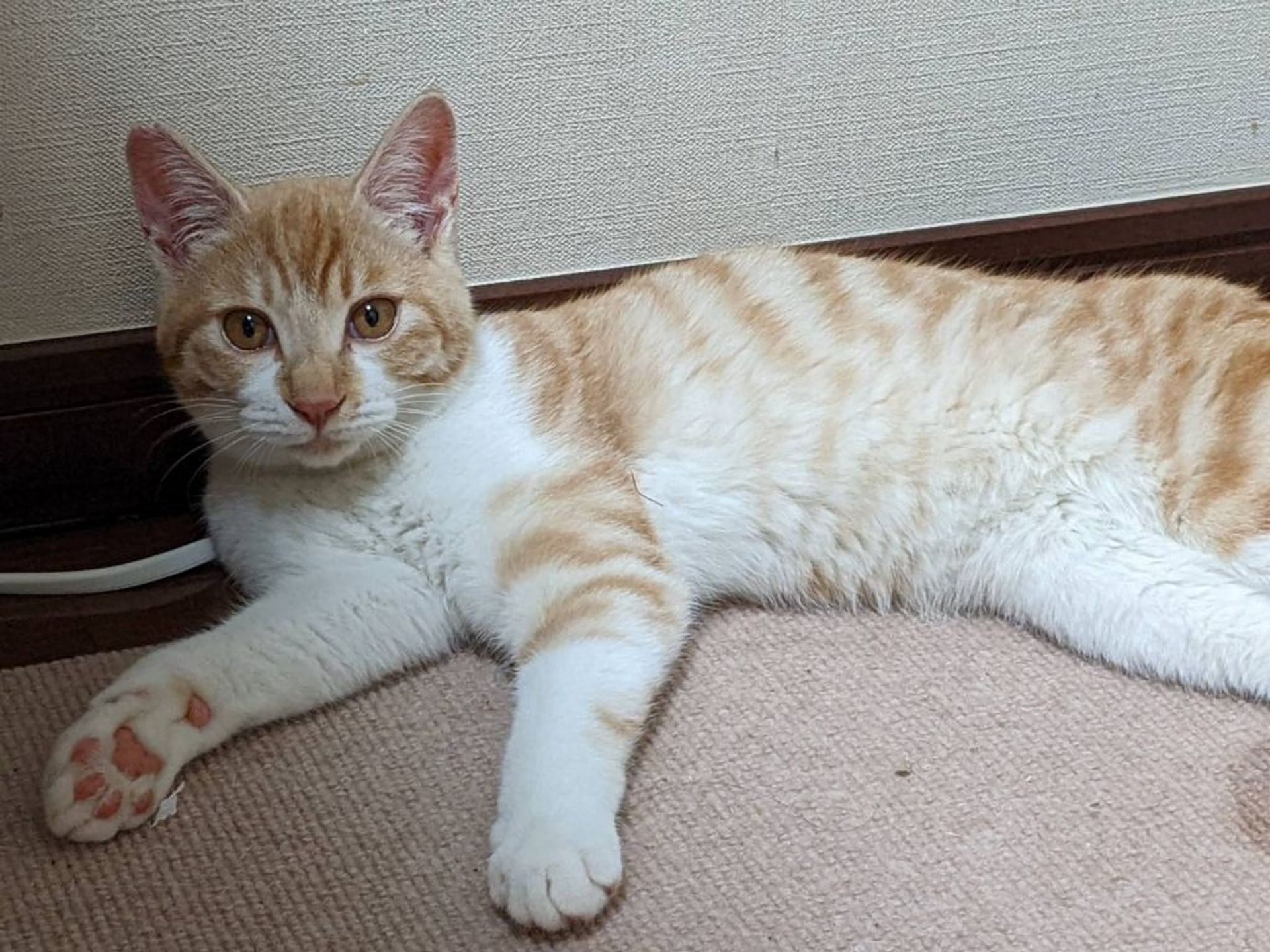 雑種（ミックス猫）・オスの里親募集の写真