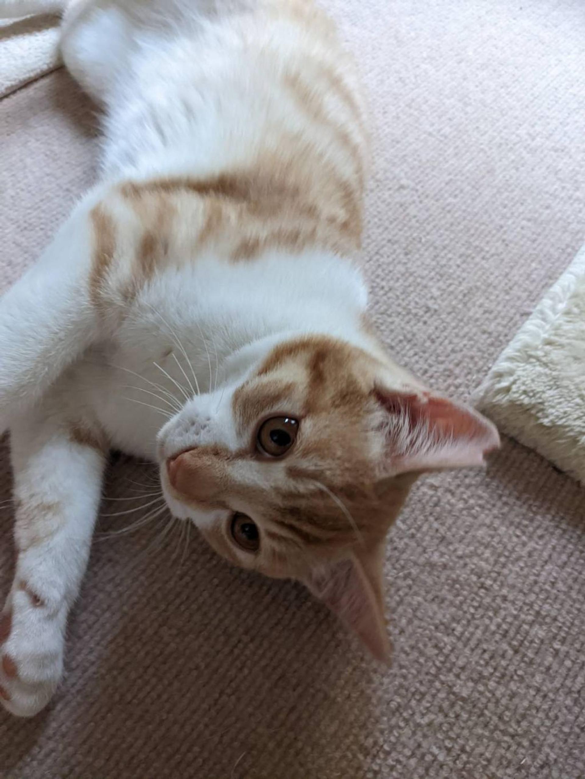pet-image-2