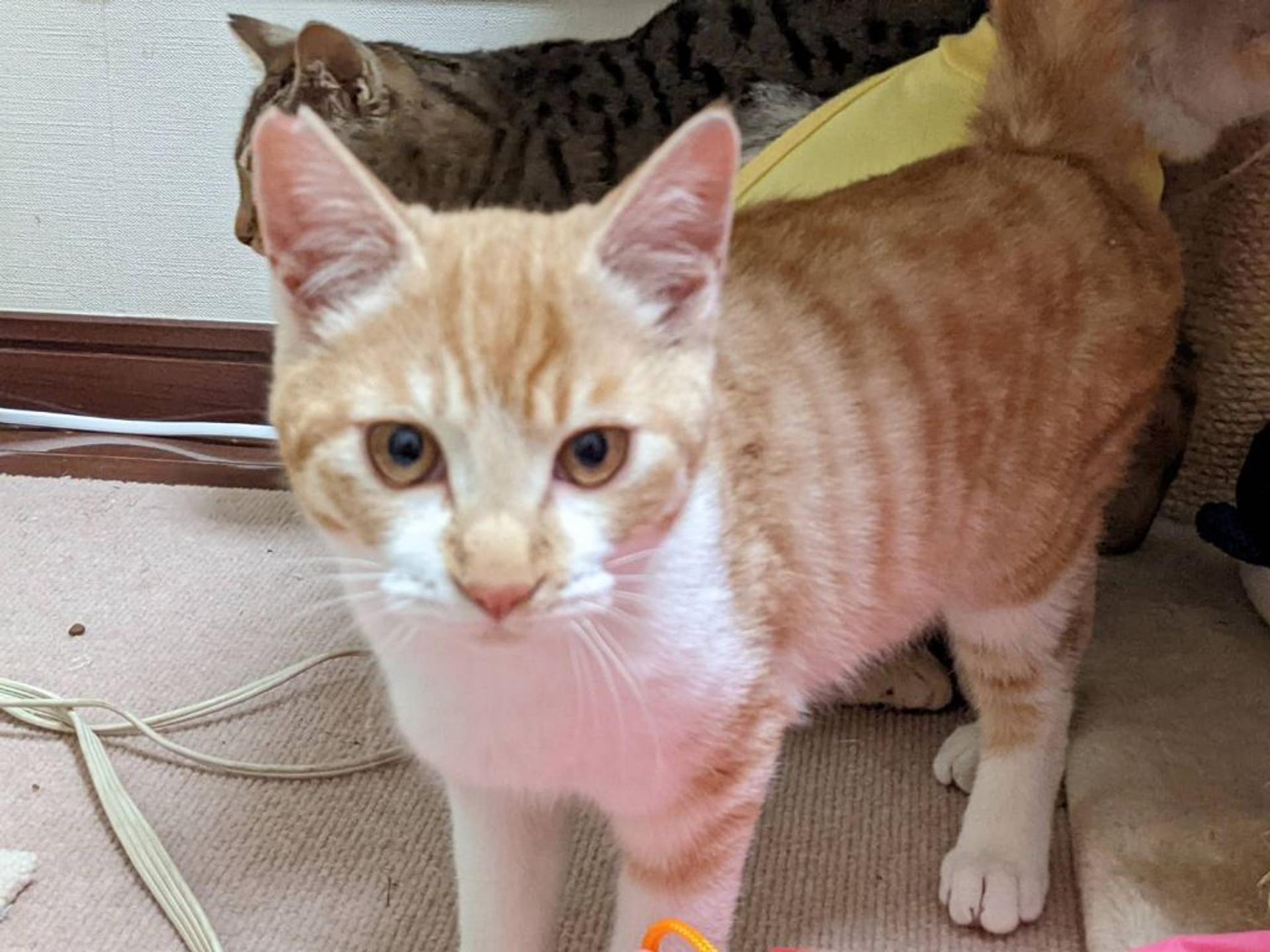 pet-image-3