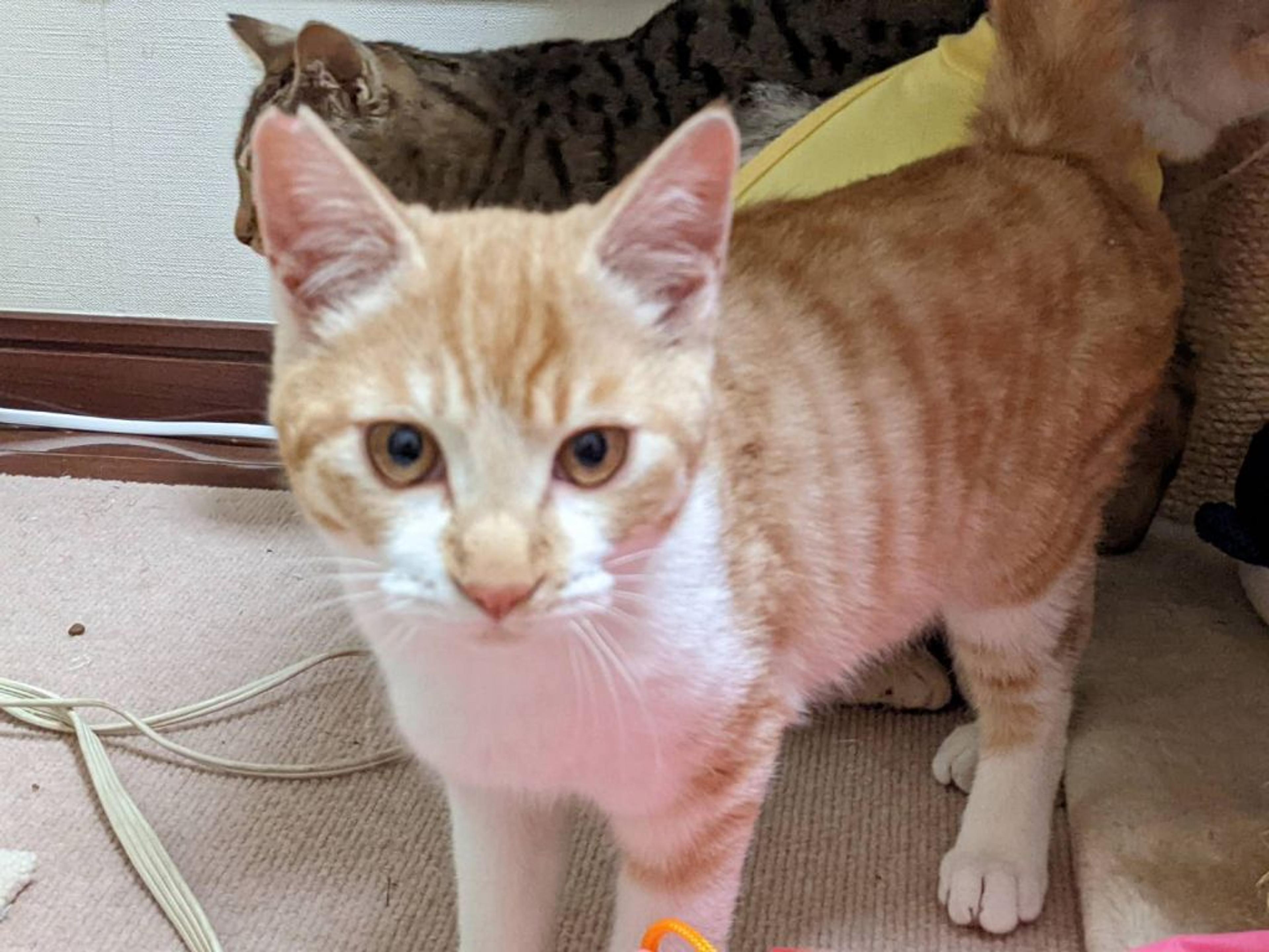 pet-image-3