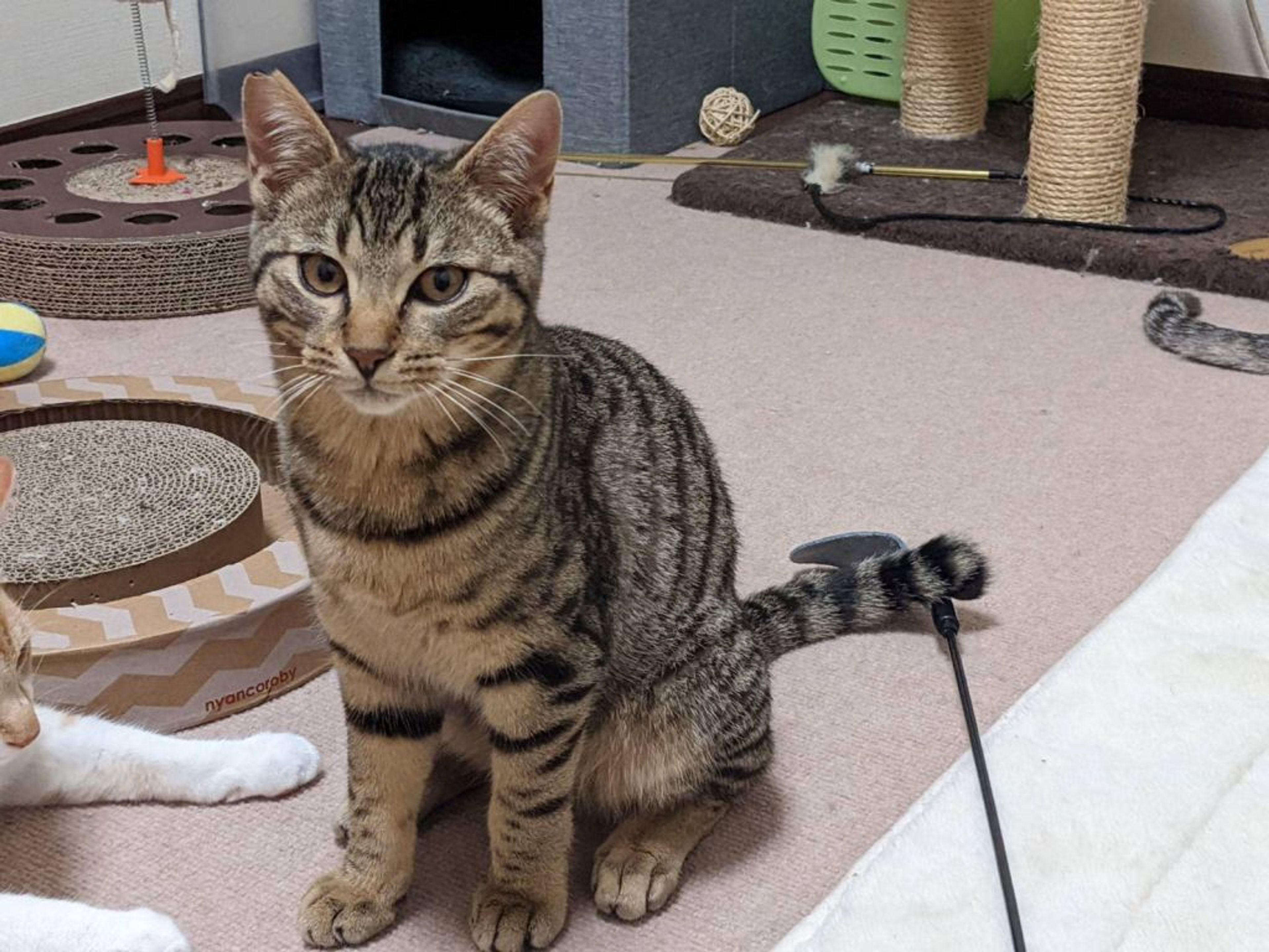 雑種（ミックス猫）・オスの里親募集の写真