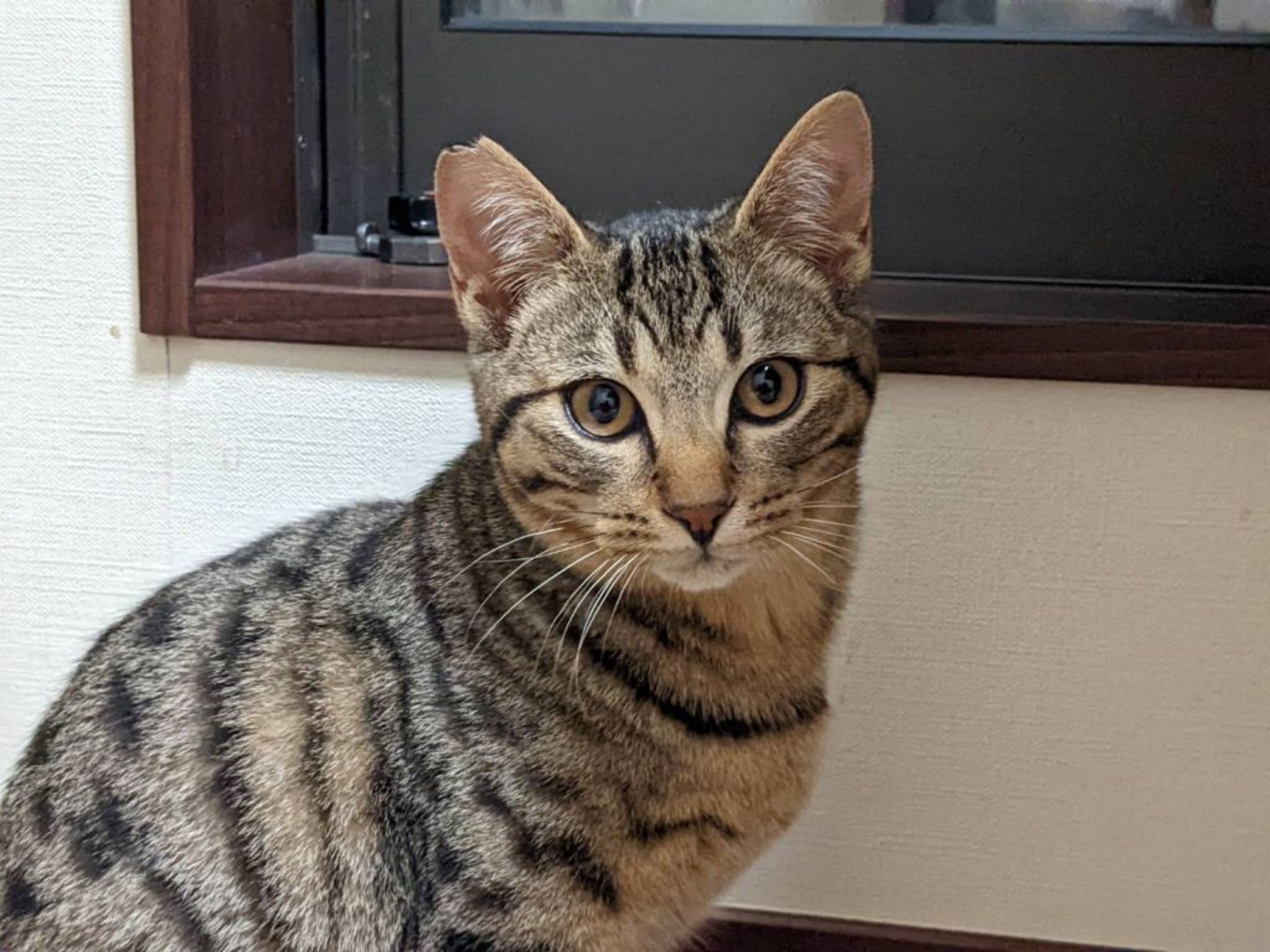 pet-image-3