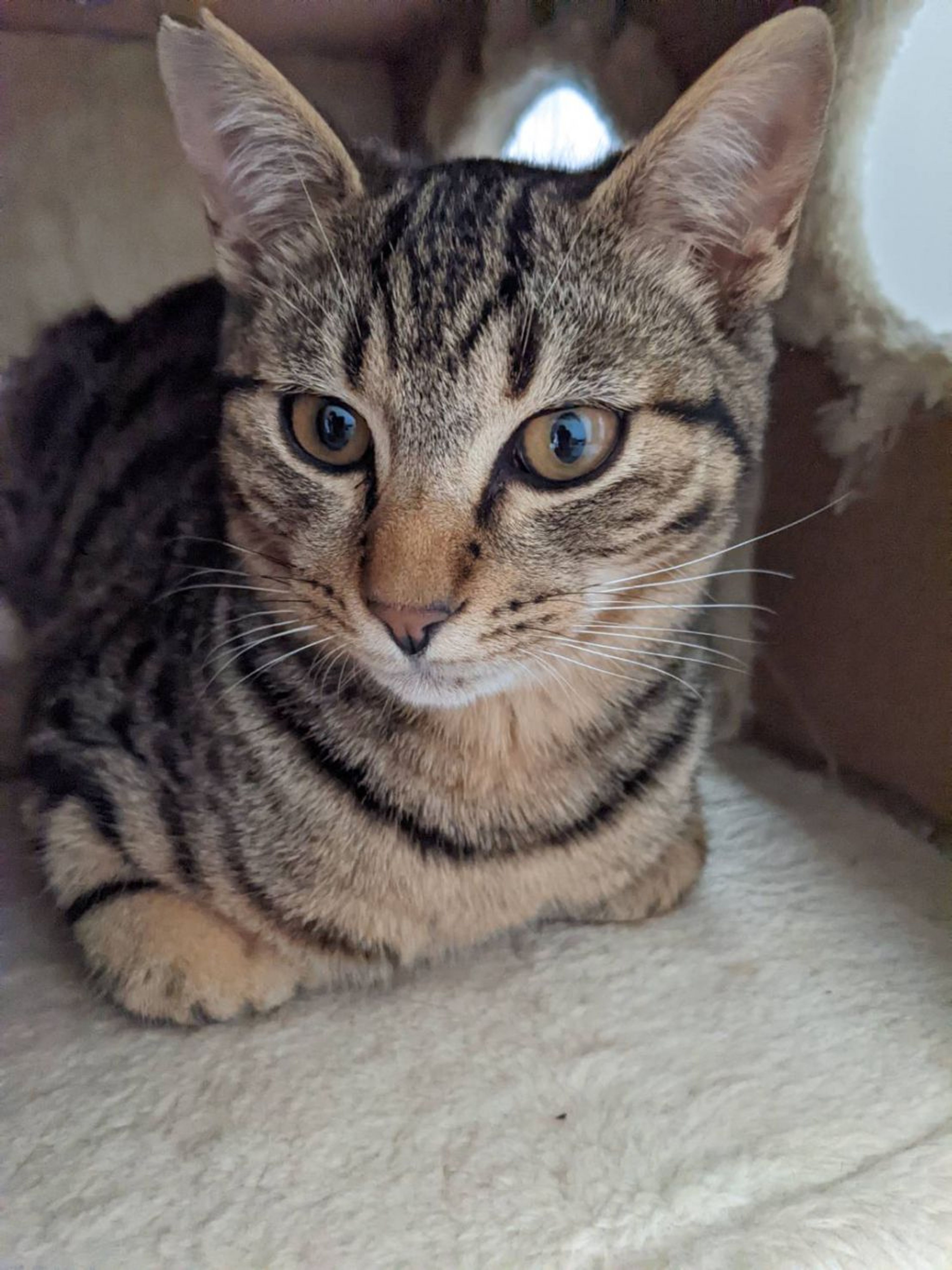 pet-image-4