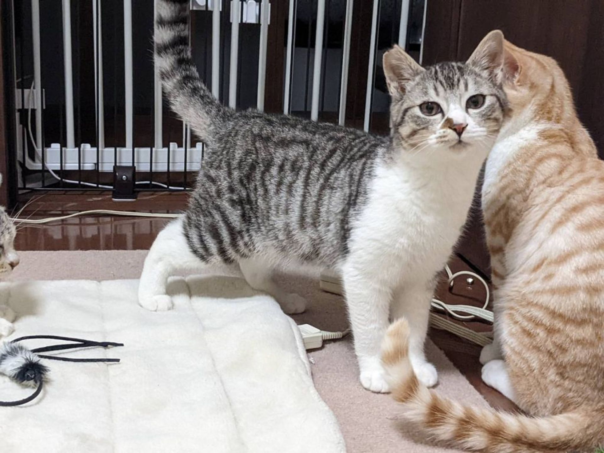 雑種（ミックス猫）・オスの里親募集の写真