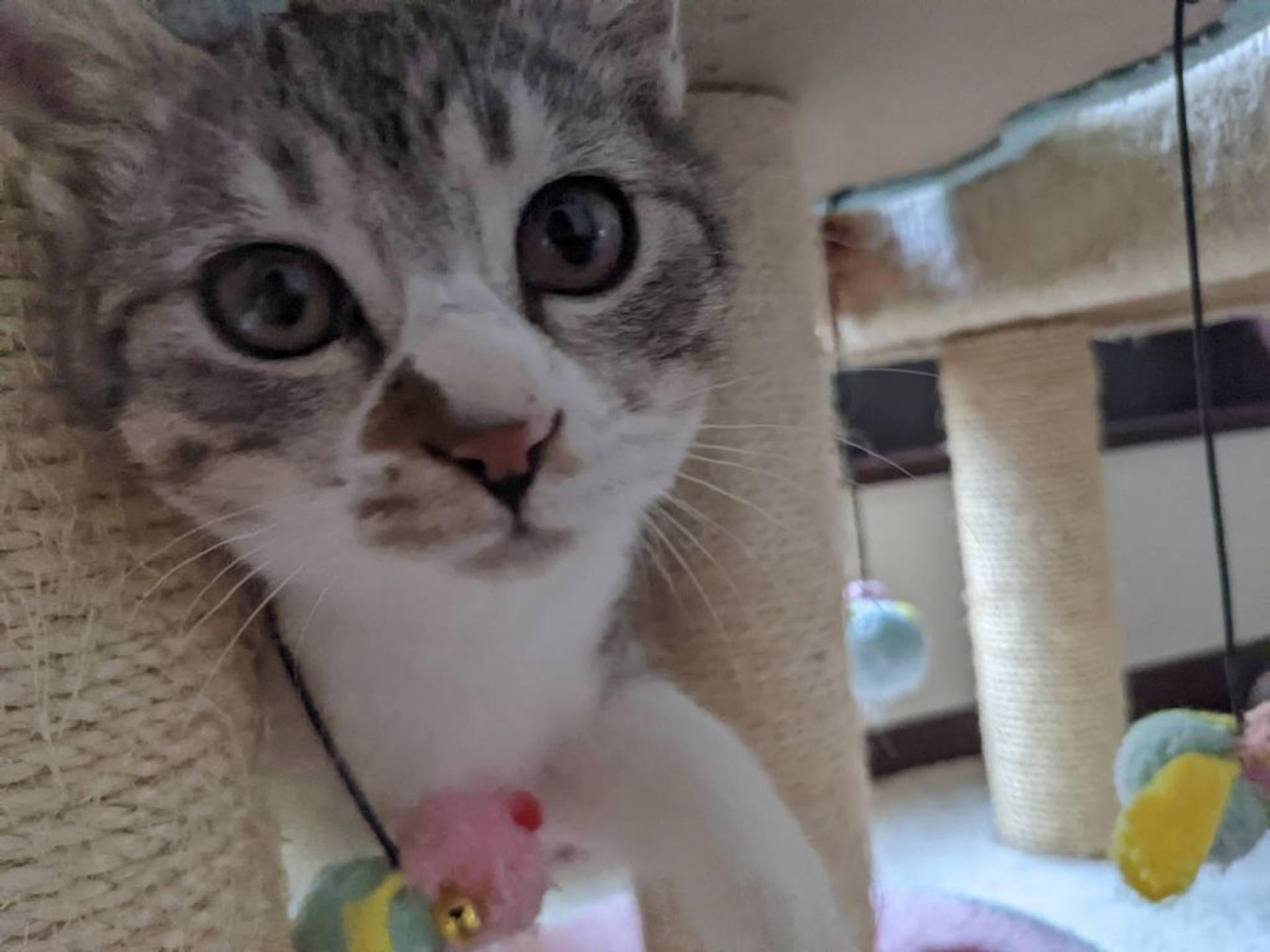 pet-image-2