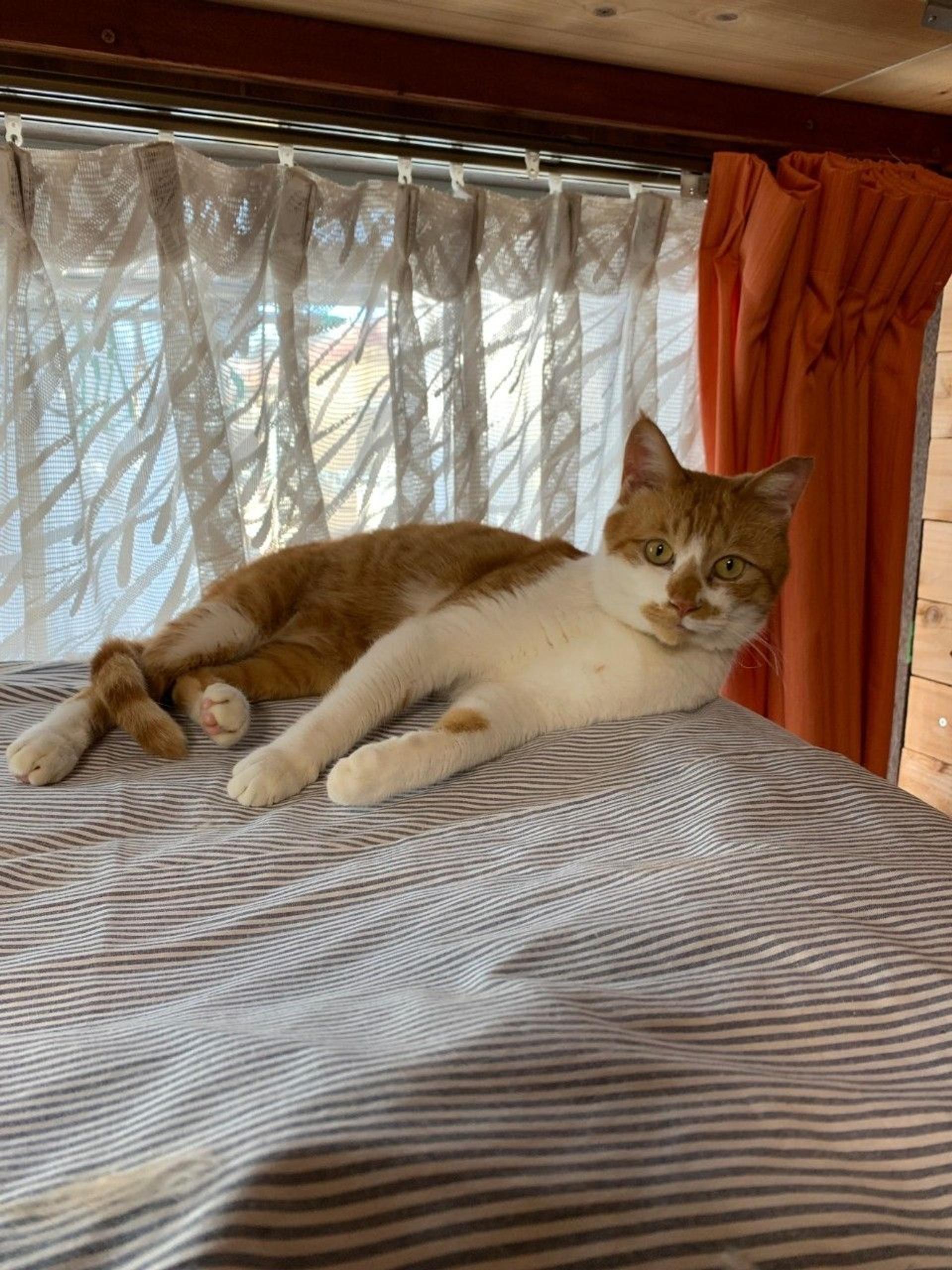 pet-image-2