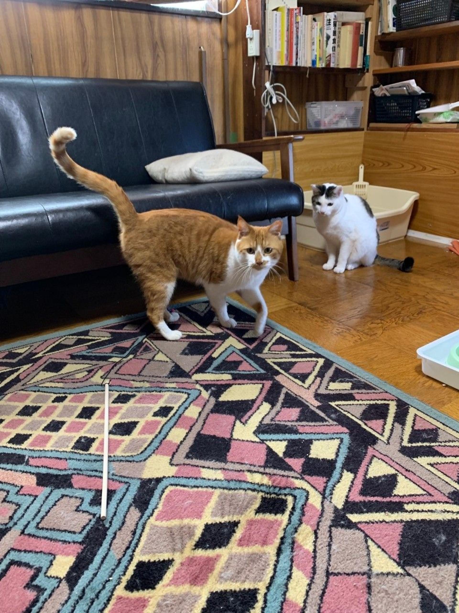 pet-image-3