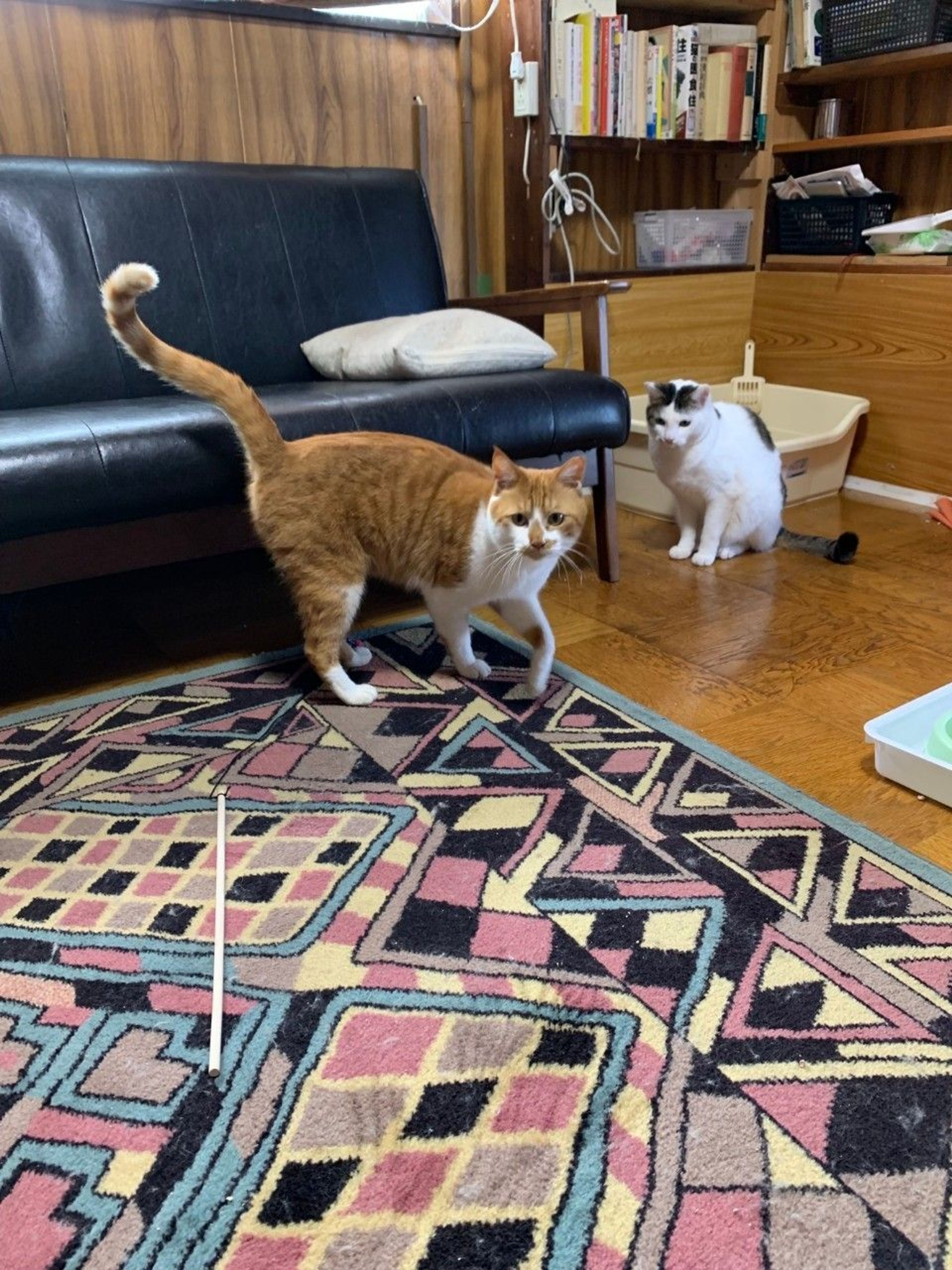 pet-image-3