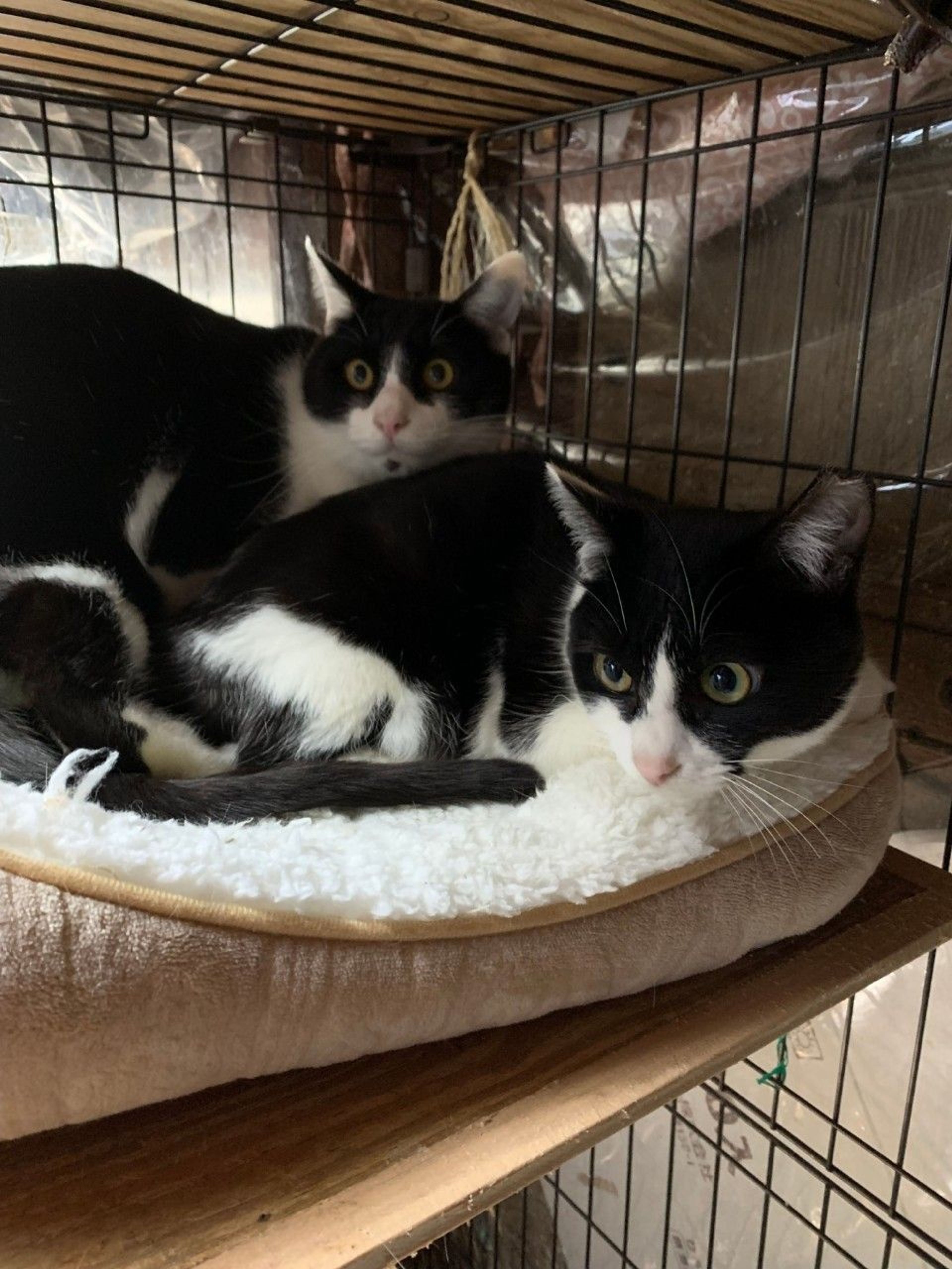 pet-image-2