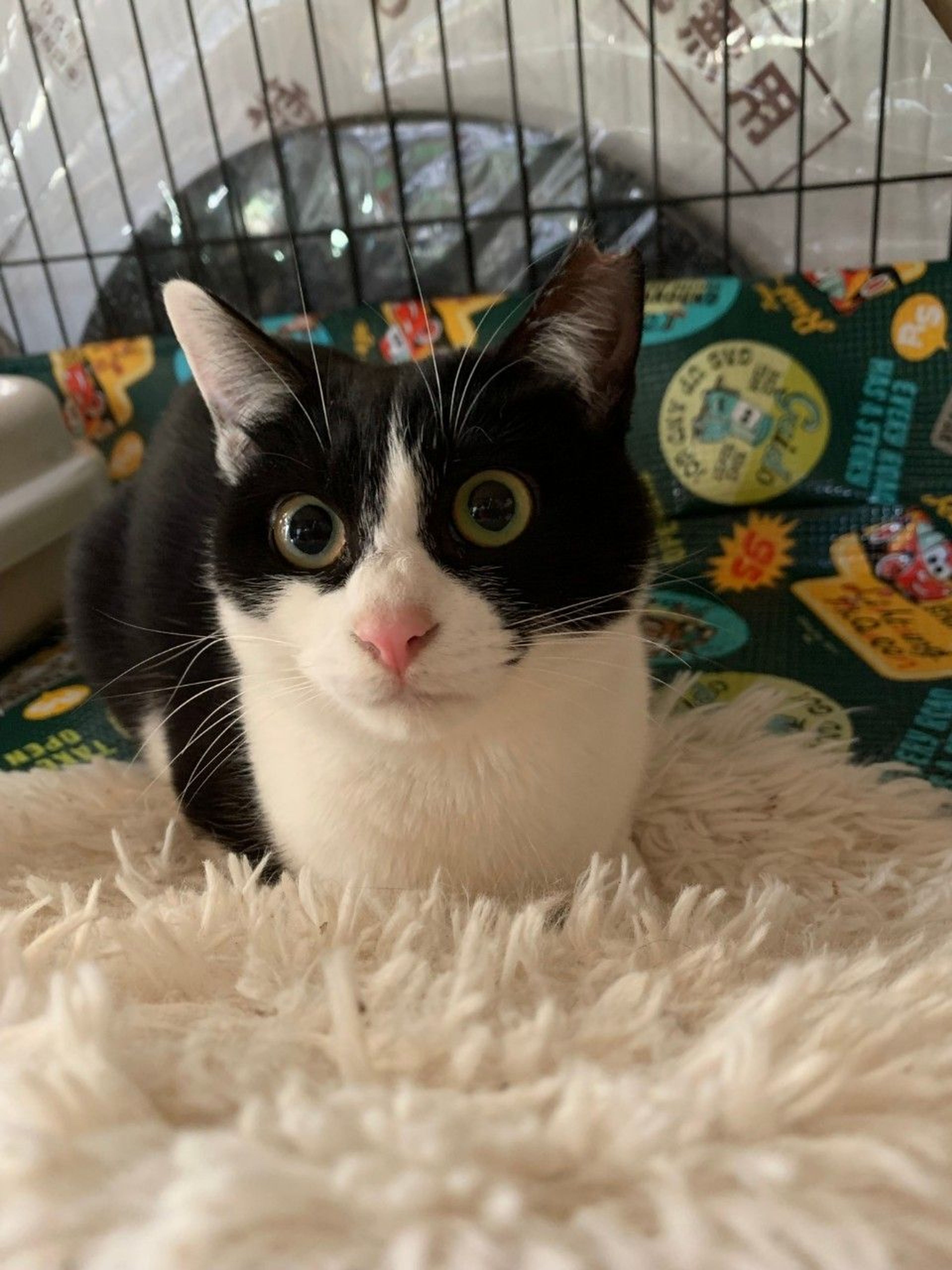 雑種（ミックス猫）・メスの里親募集の写真