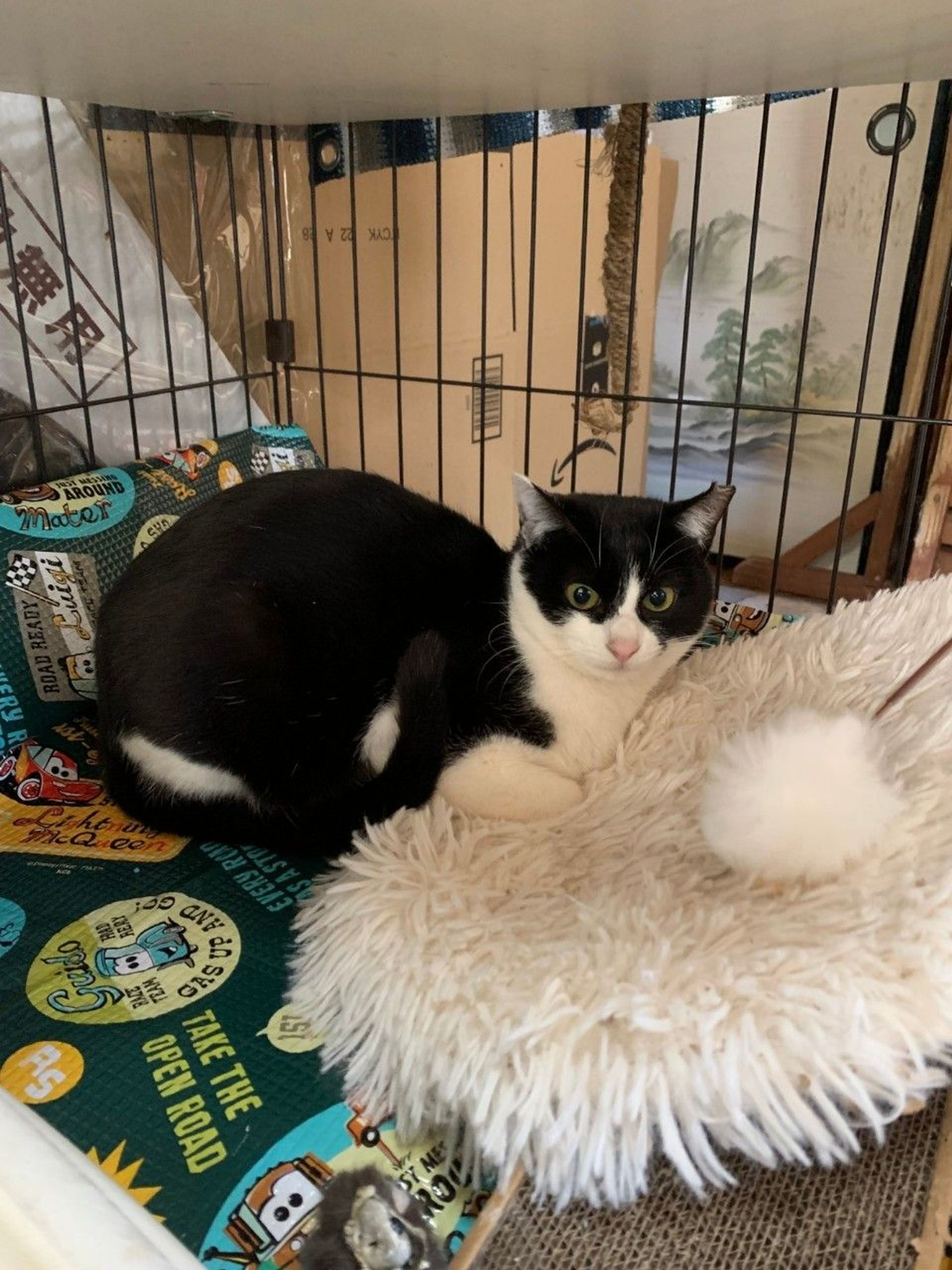 pet-image-3