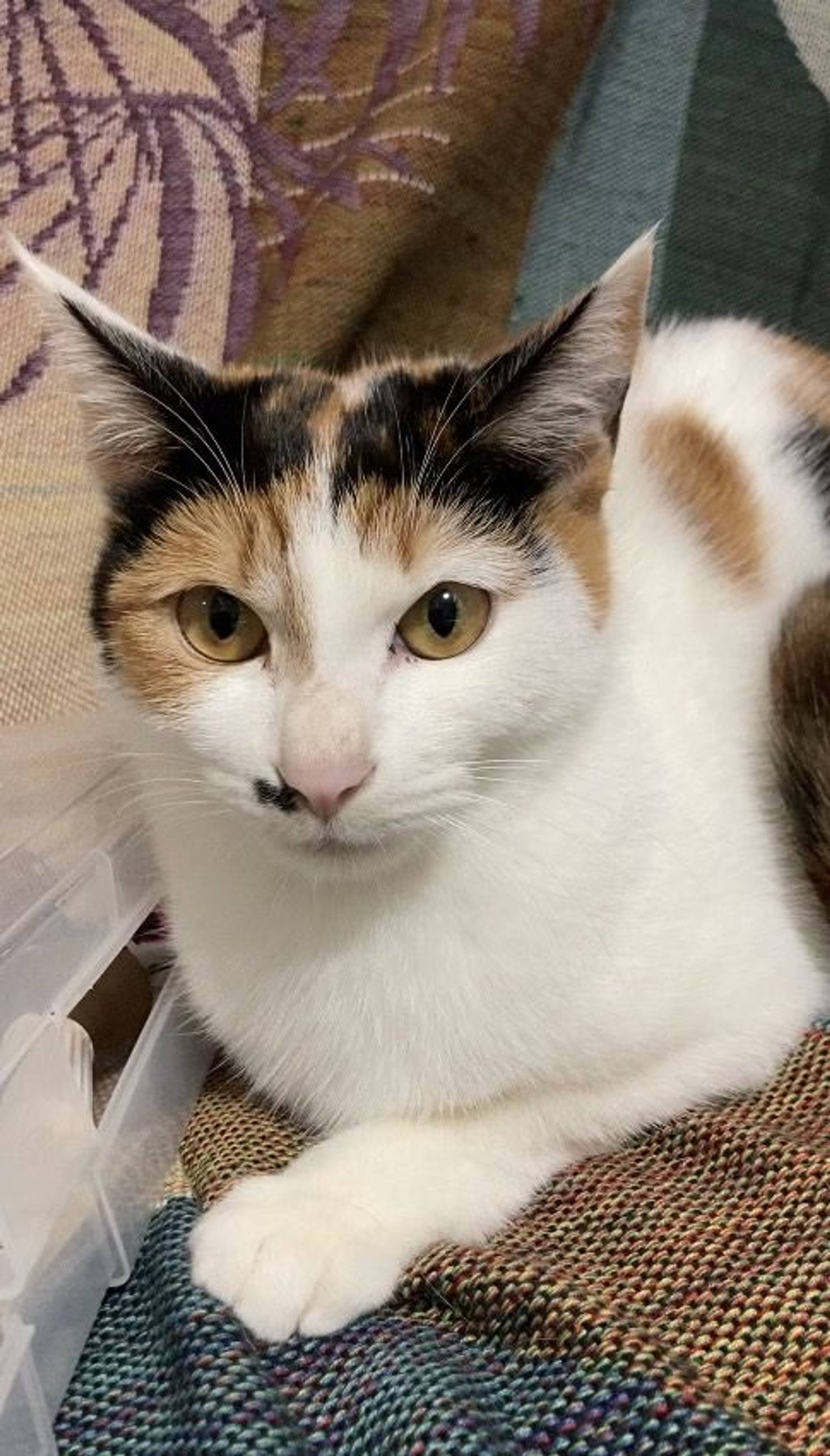 雑種（ミックス猫）・メスの里親募集の写真