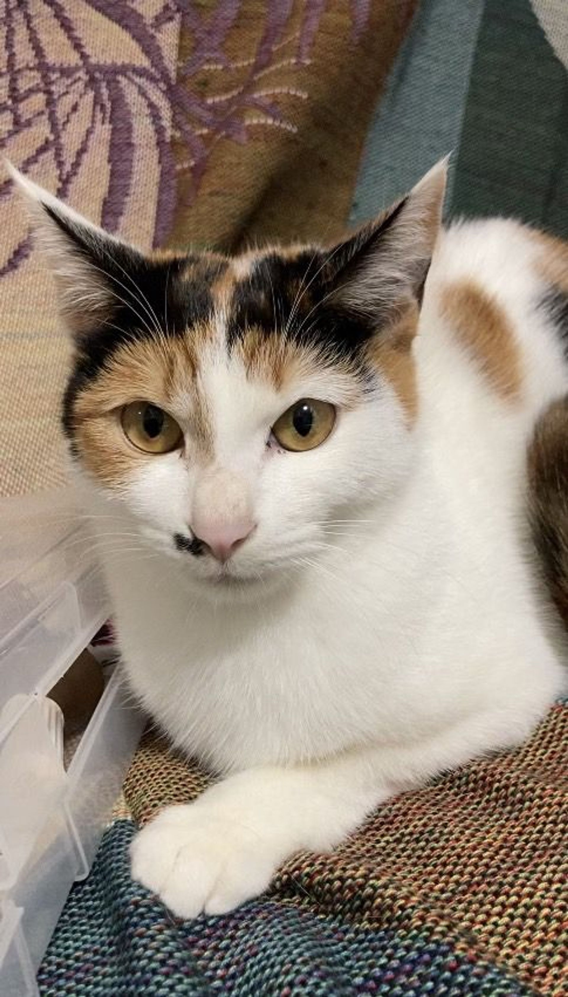 雑種（ミックス猫）・メスの里親募集の写真
