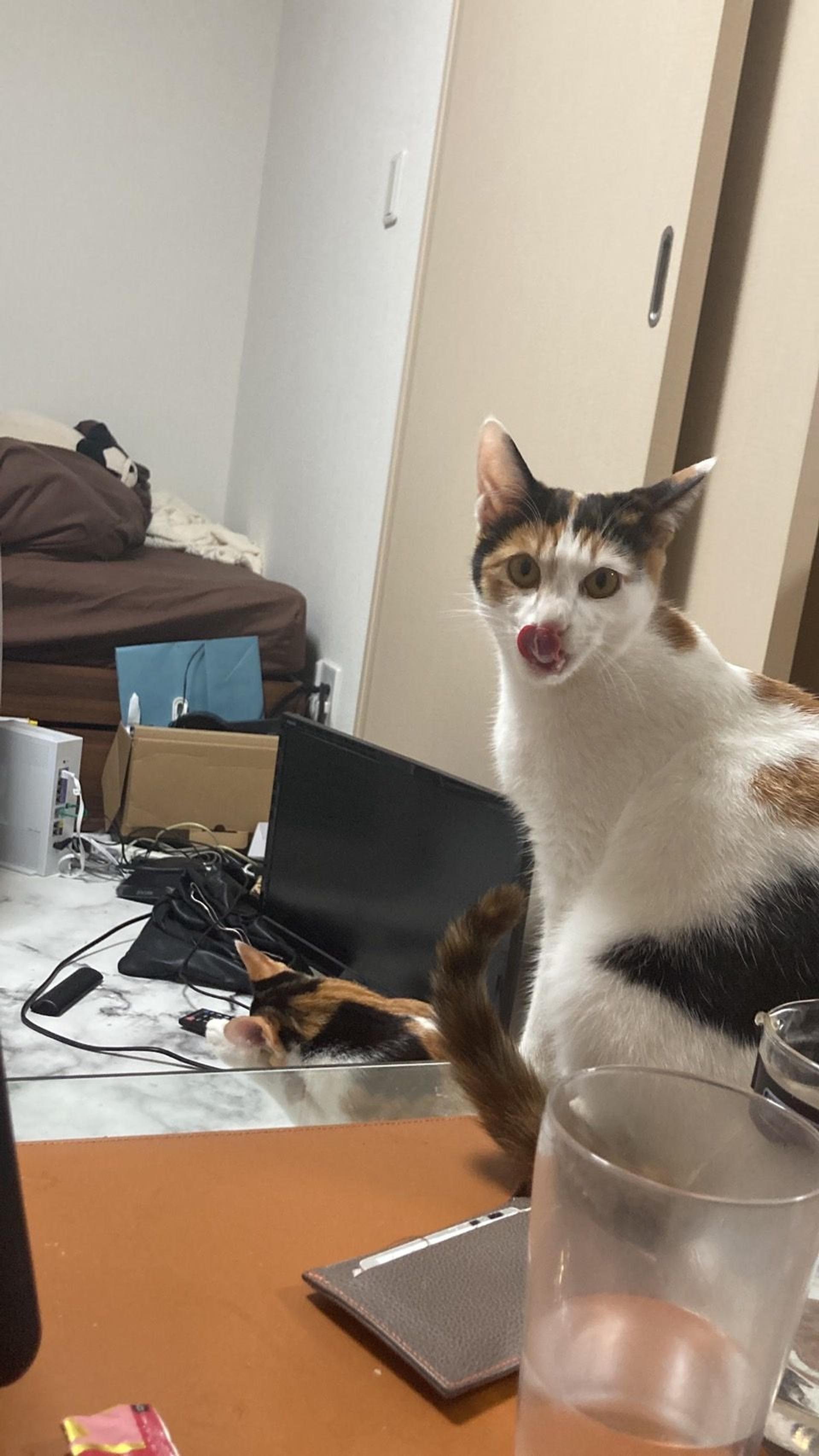 pet-image-3