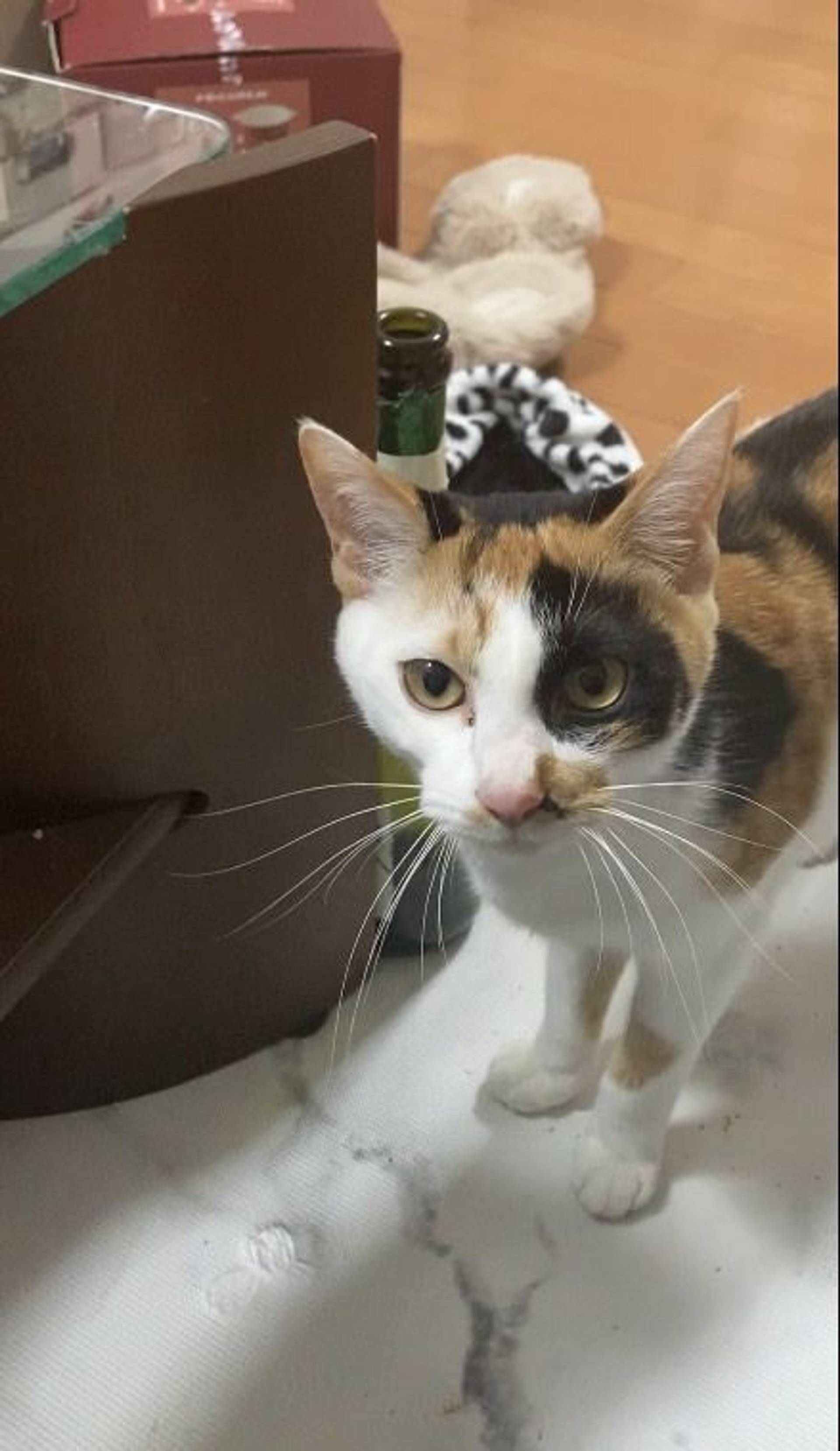 雑種（ミックス猫）・メスの里親募集の写真