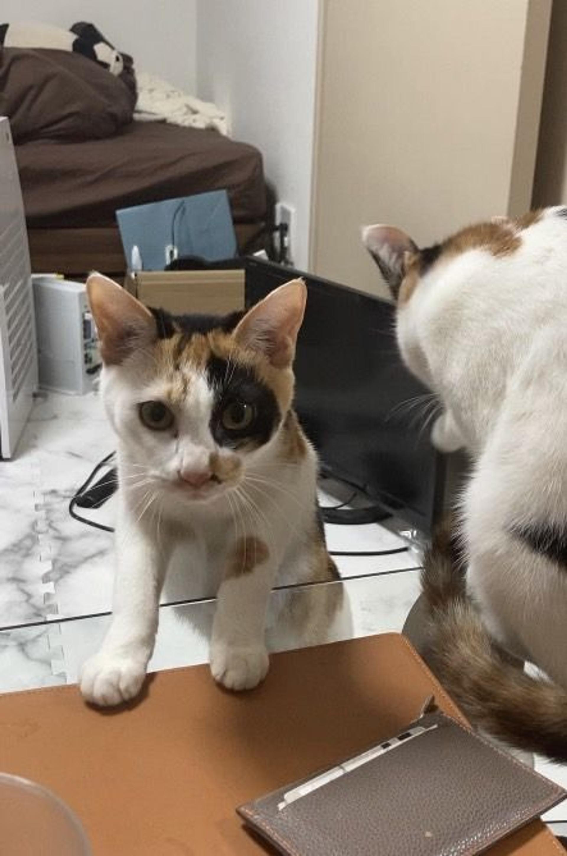 pet-image-2