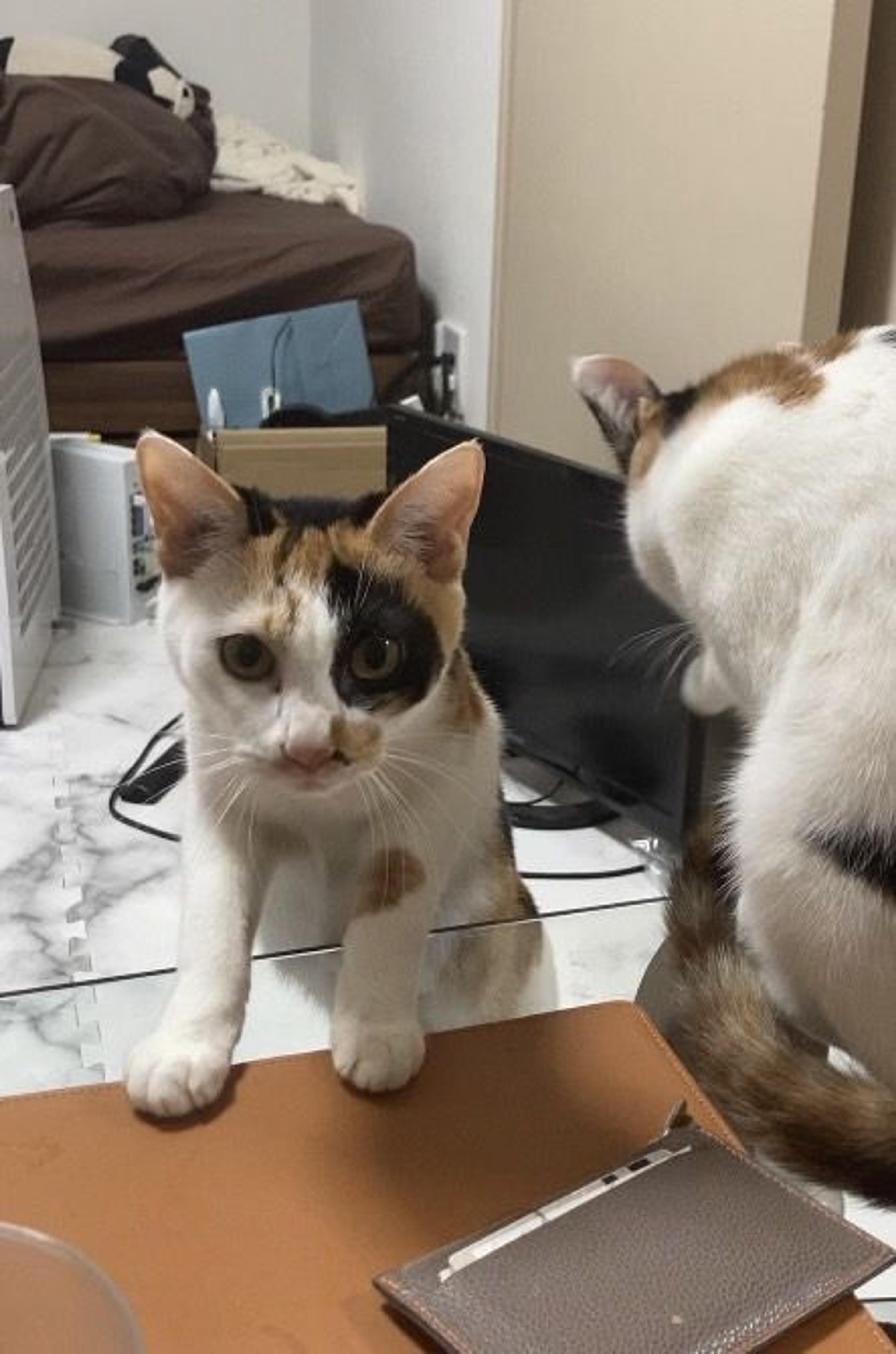 pet-image-2