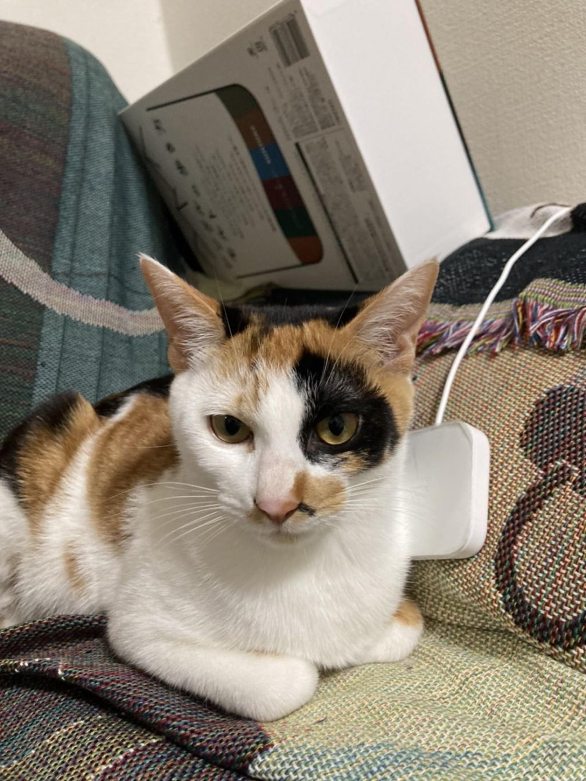pet-image-3
