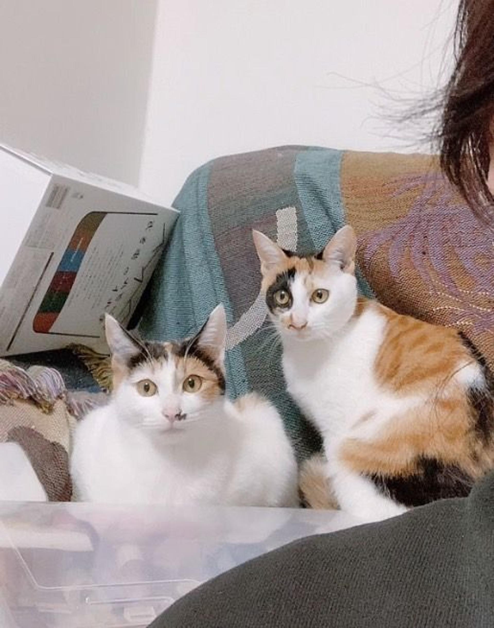 pet-image-4