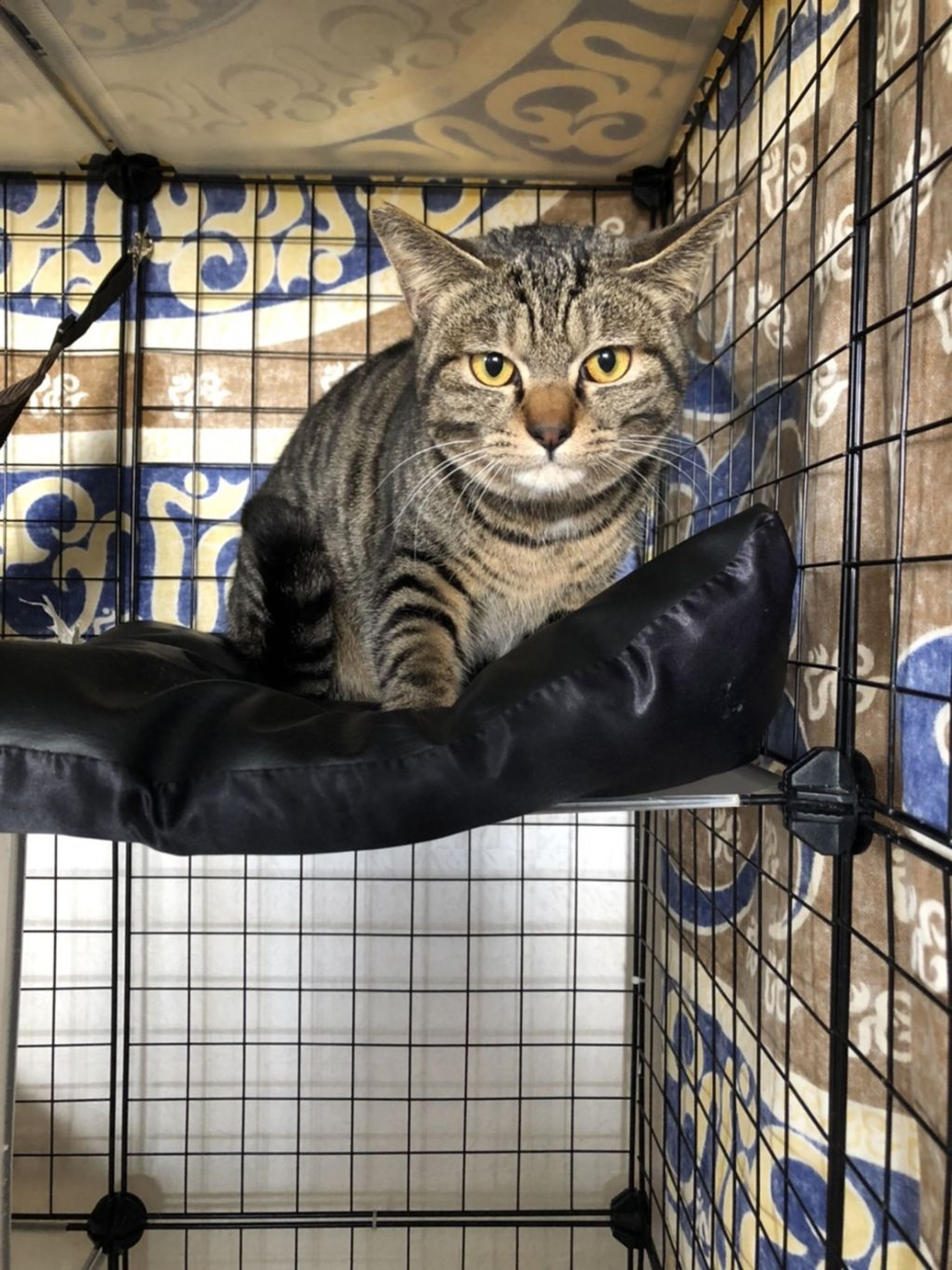 pet-image-2
