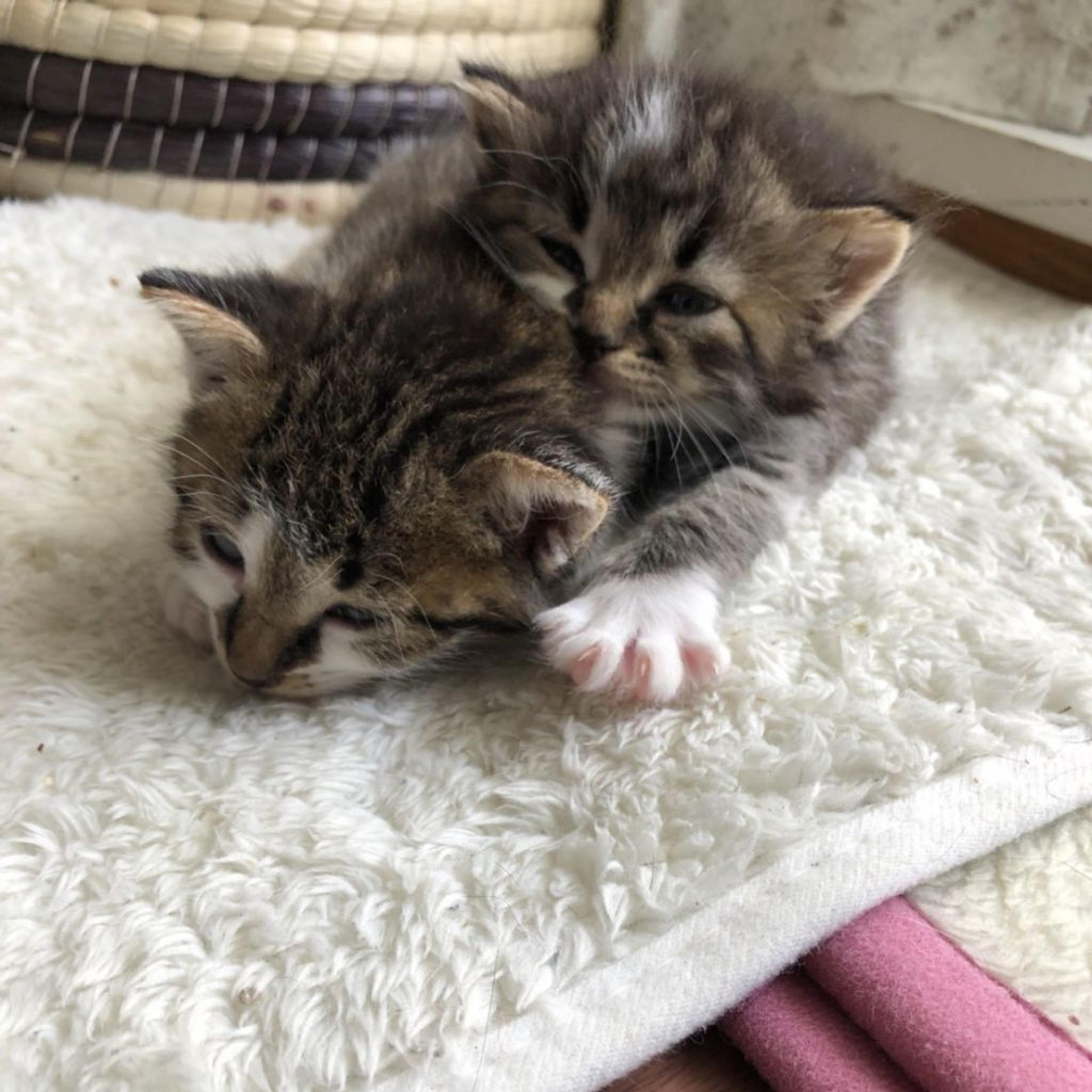 pet-image-3