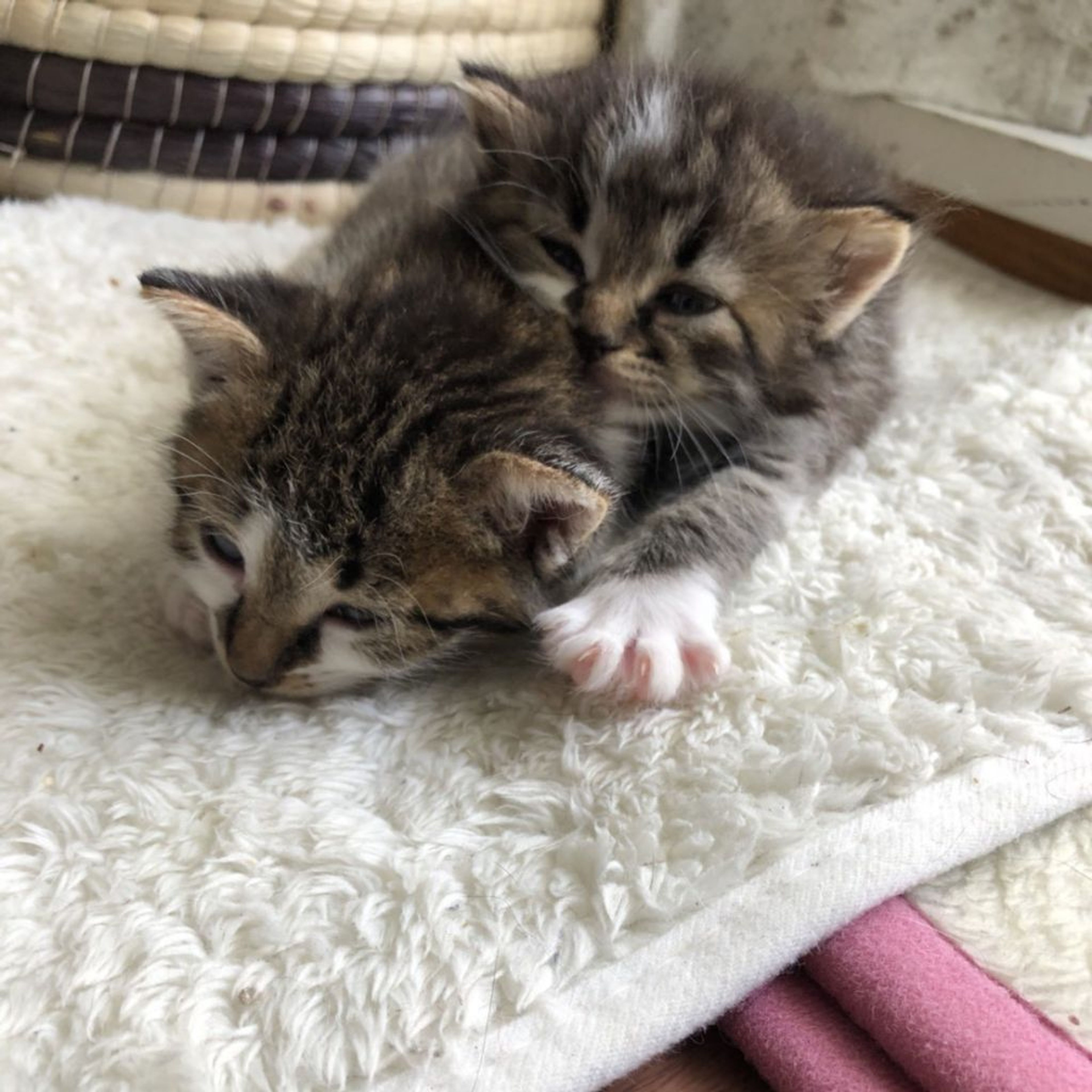 pet-image-3