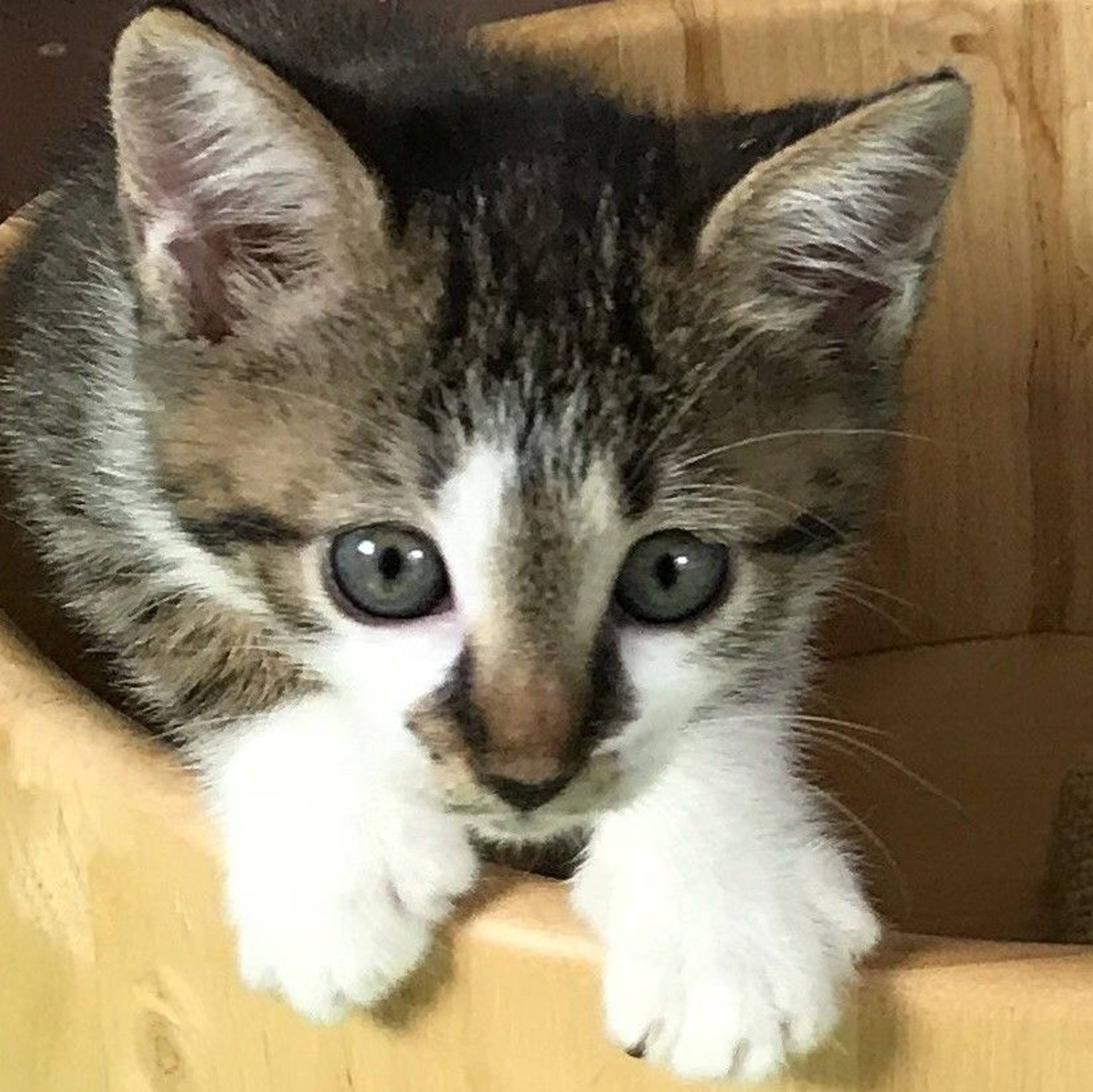雑種（ミックス猫）・メスの里親募集の写真