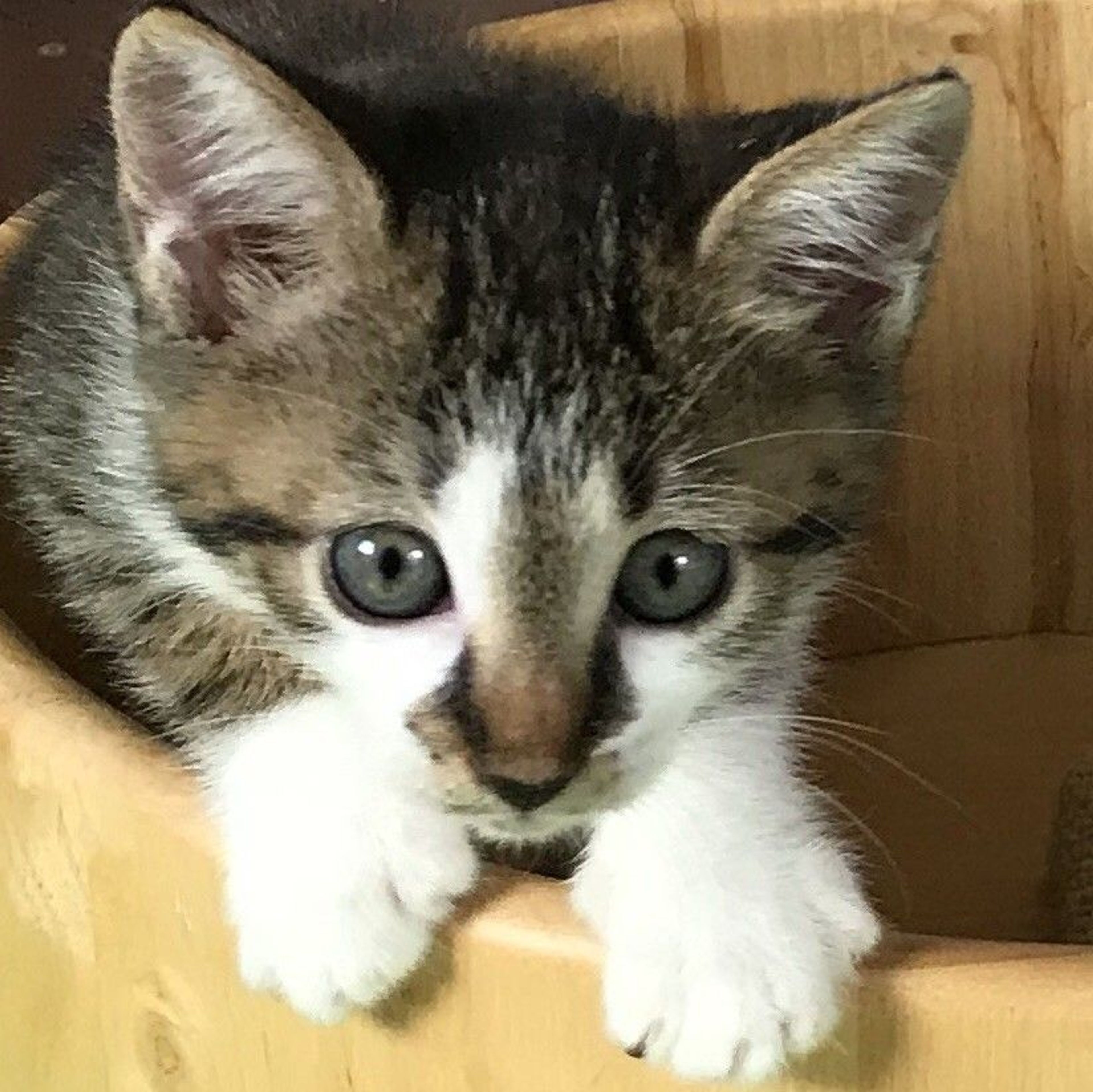 雑種（ミックス猫）・メスの里親募集の写真
