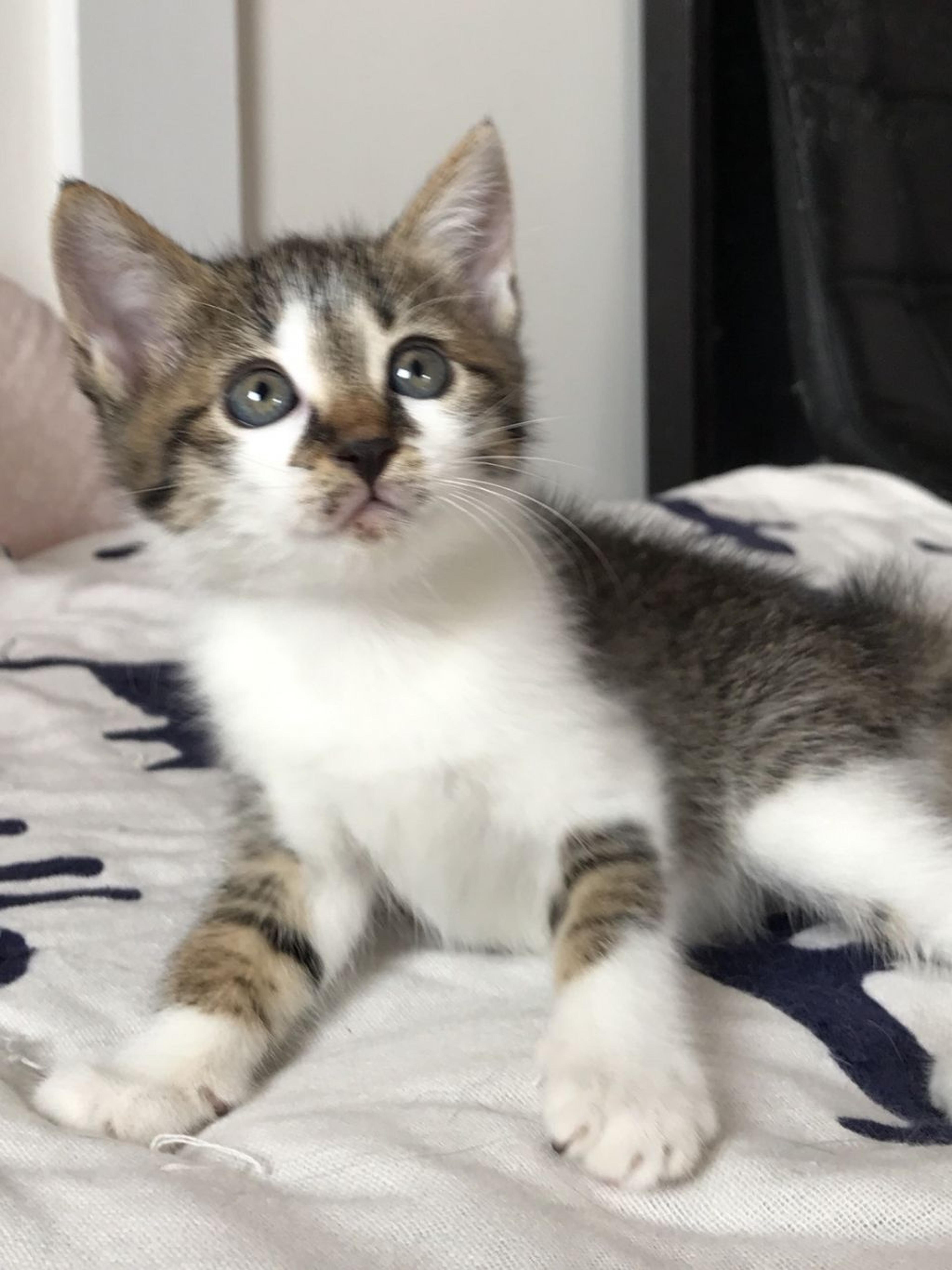 pet-image-2