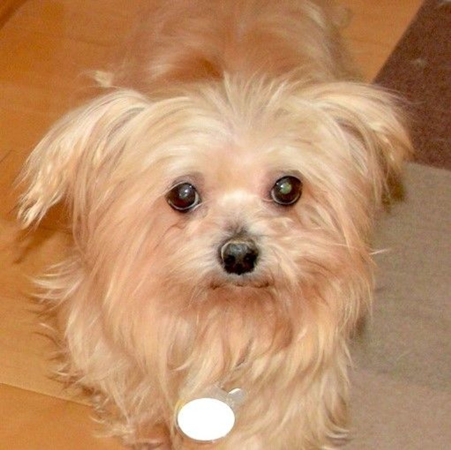 雑種（ミックス犬）・メスの里親募集の写真