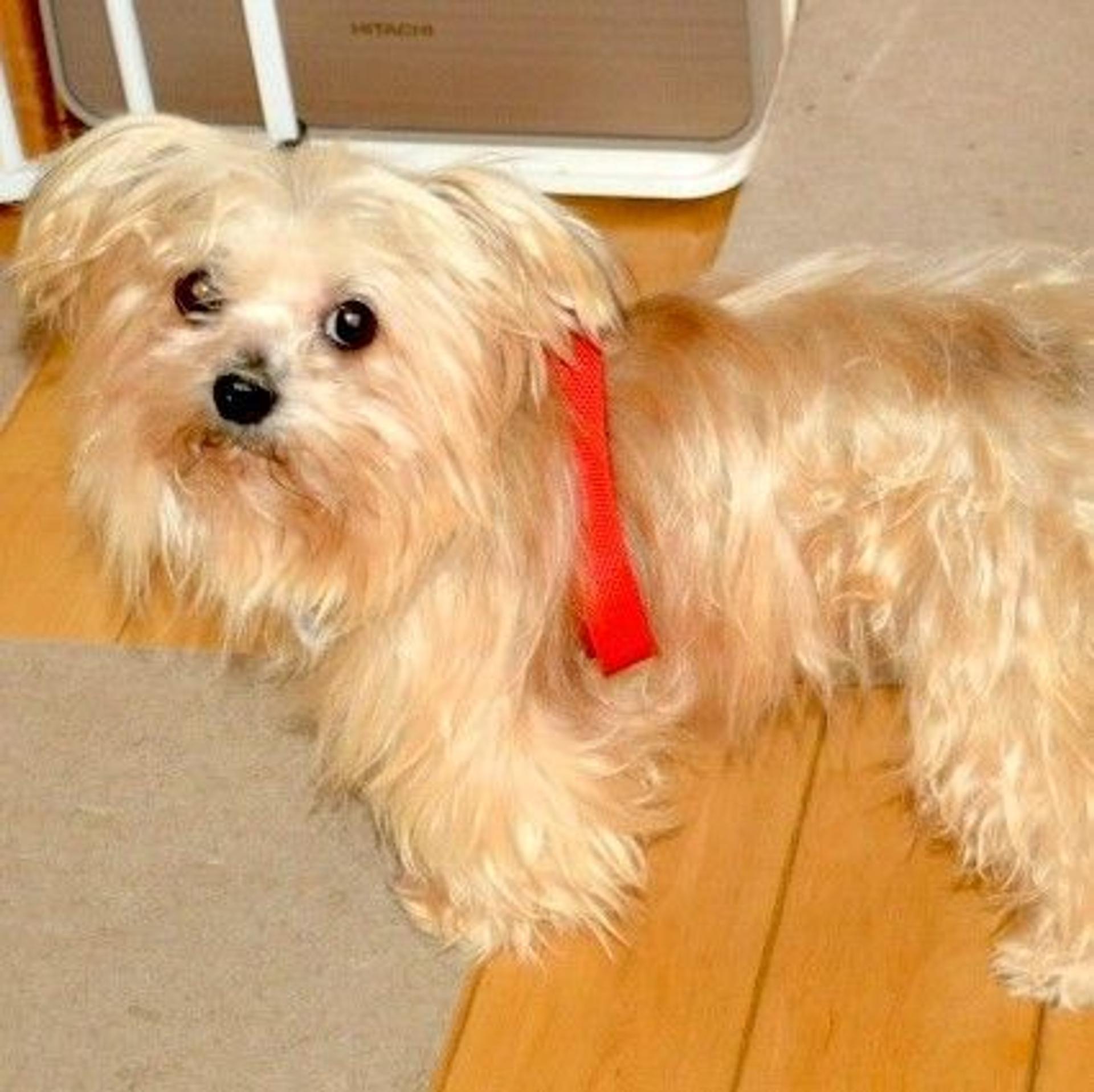 pet-image-2